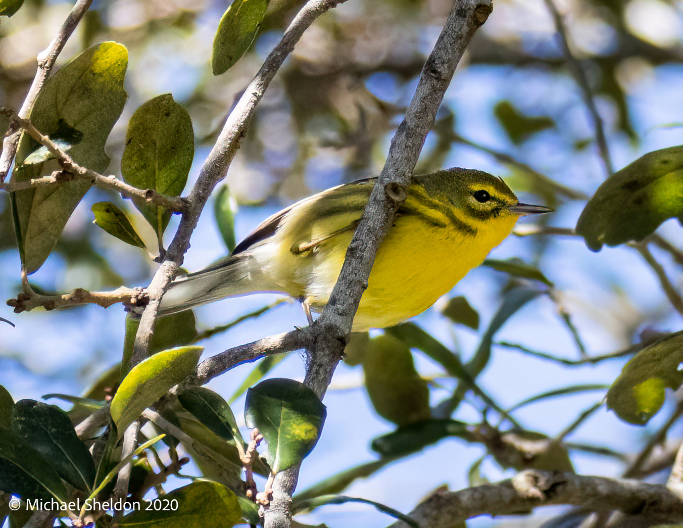 Prairie Warbler
