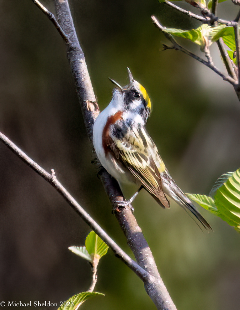 Chestnut-sided warbler