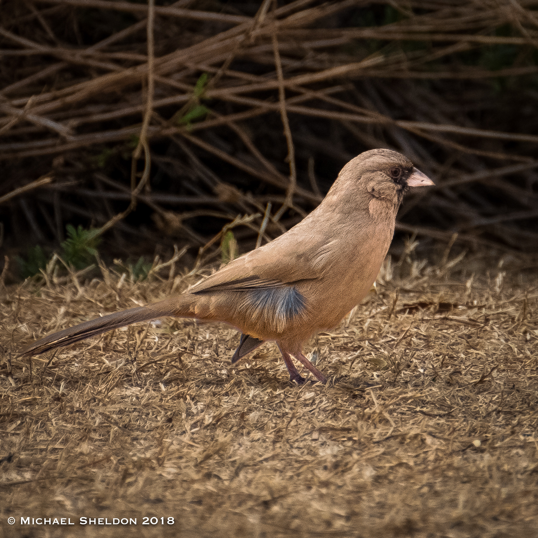 Abert's Towhee