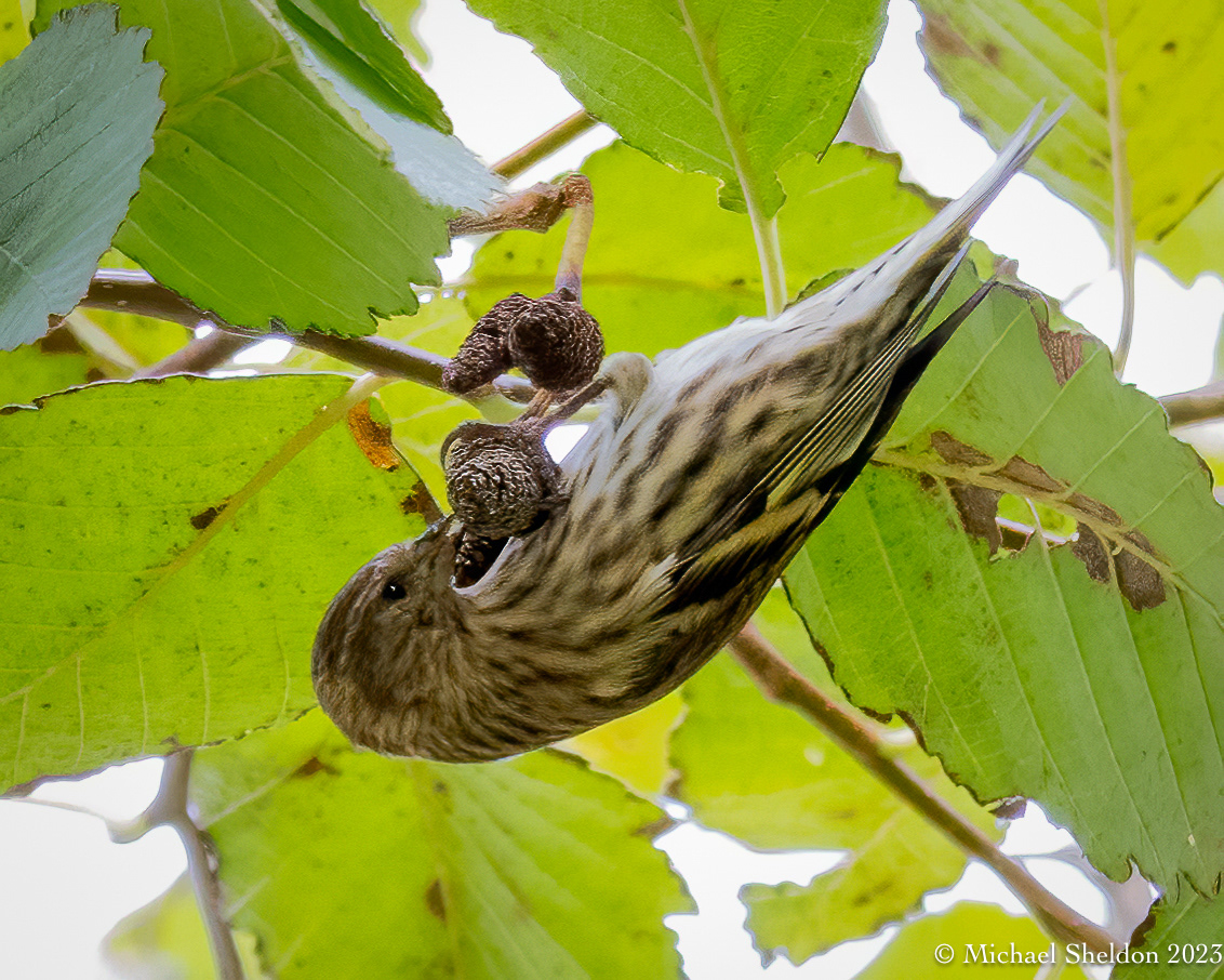 Pine siskin