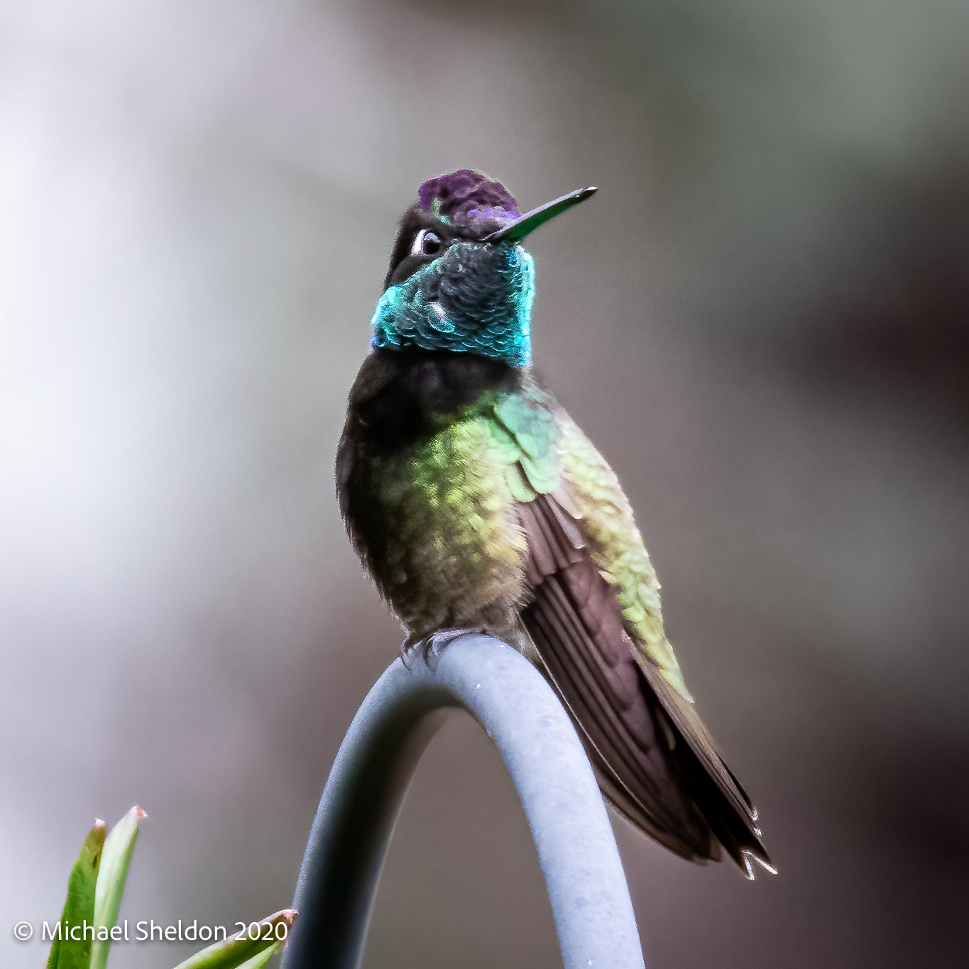 Rivoli's Hummingbird