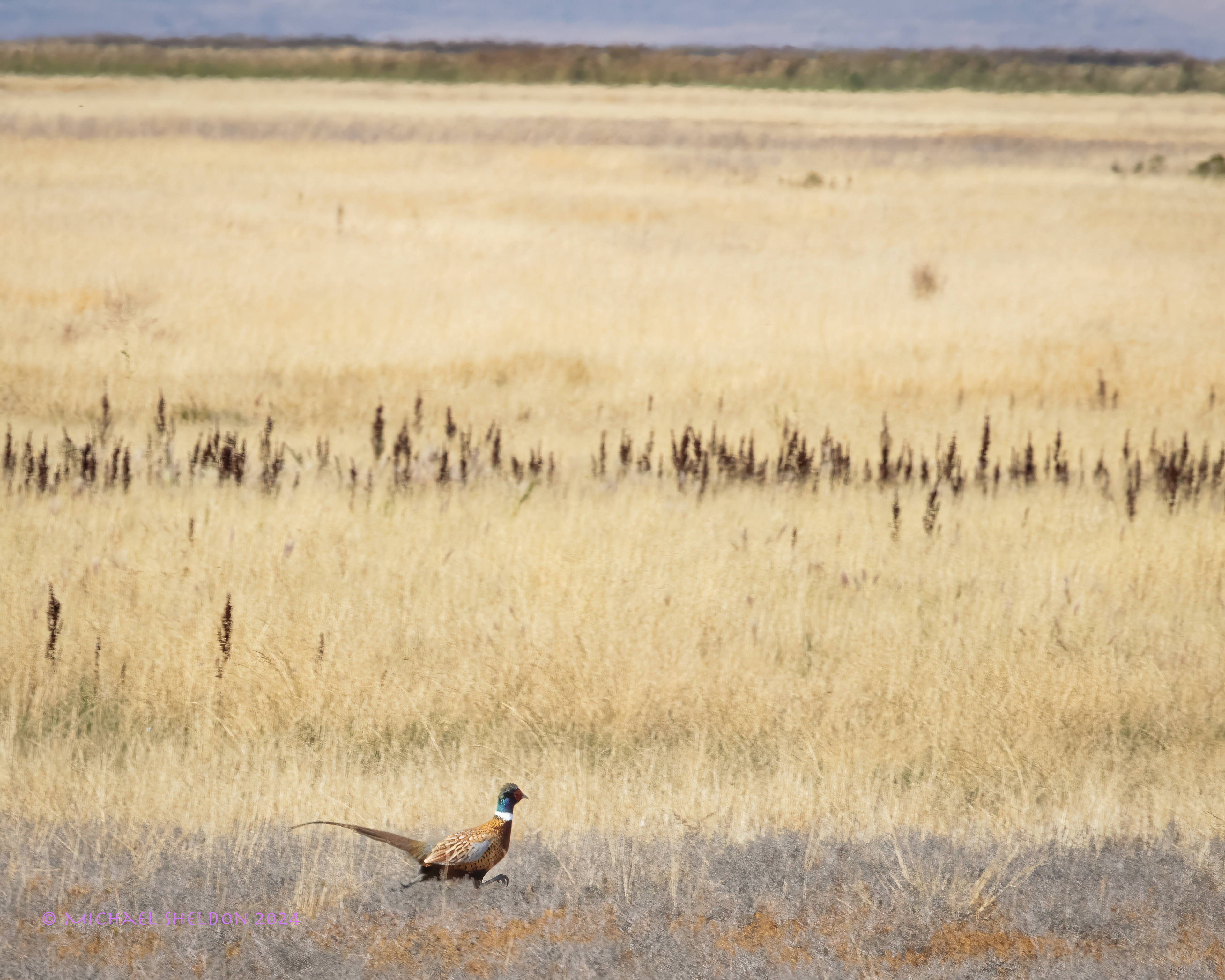 Ring-necked pheasant