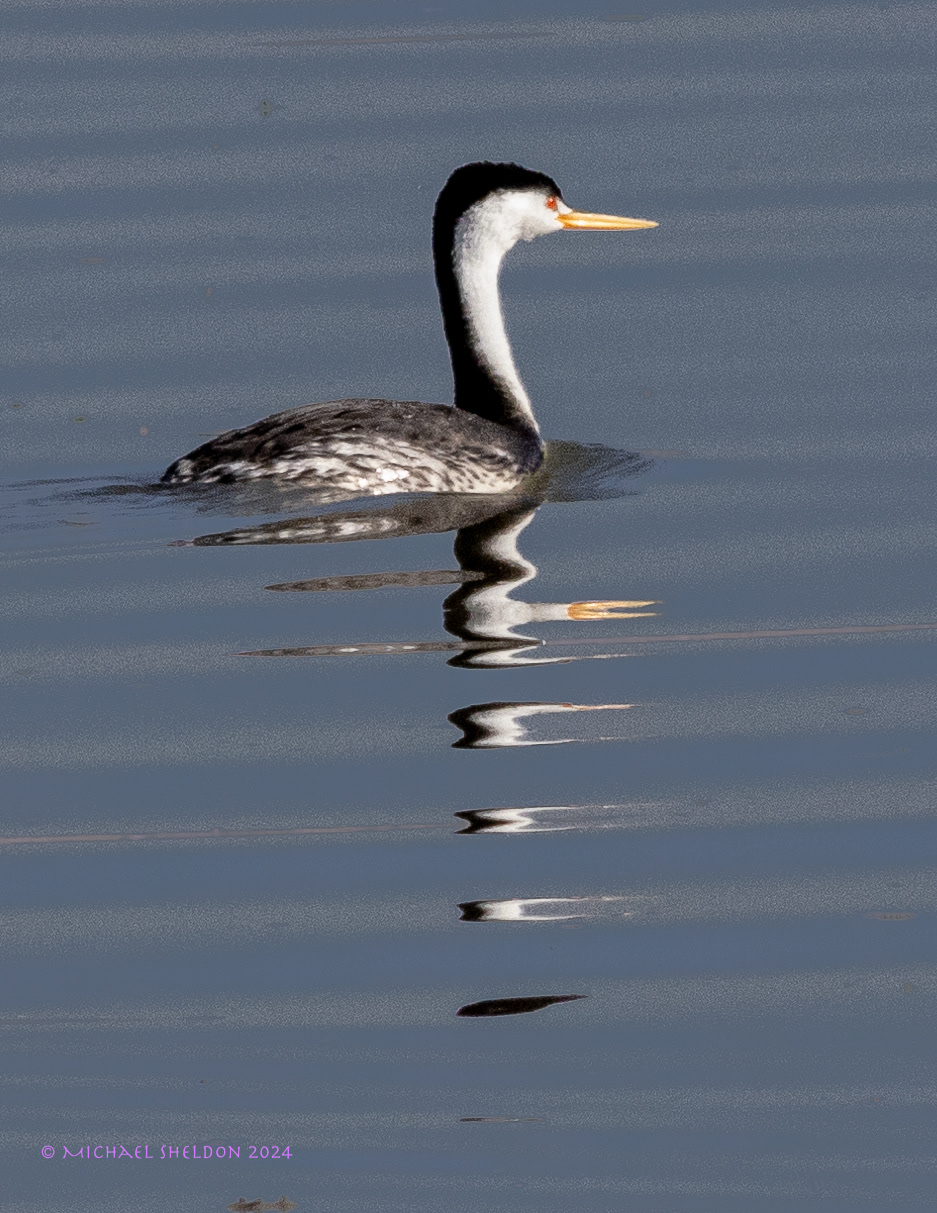 Clark's grebe