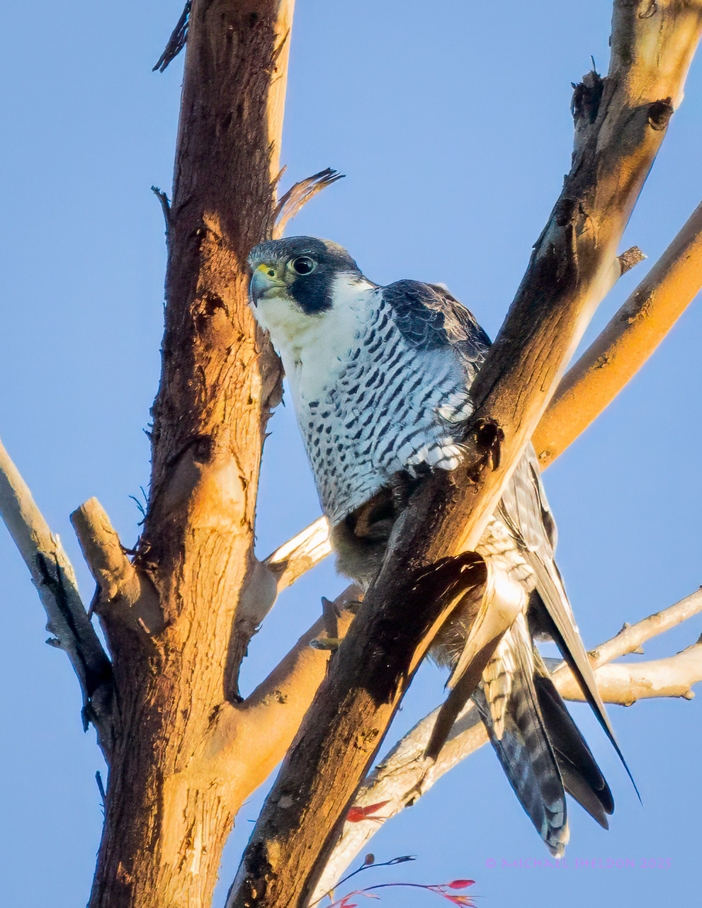 Peregrine falcon