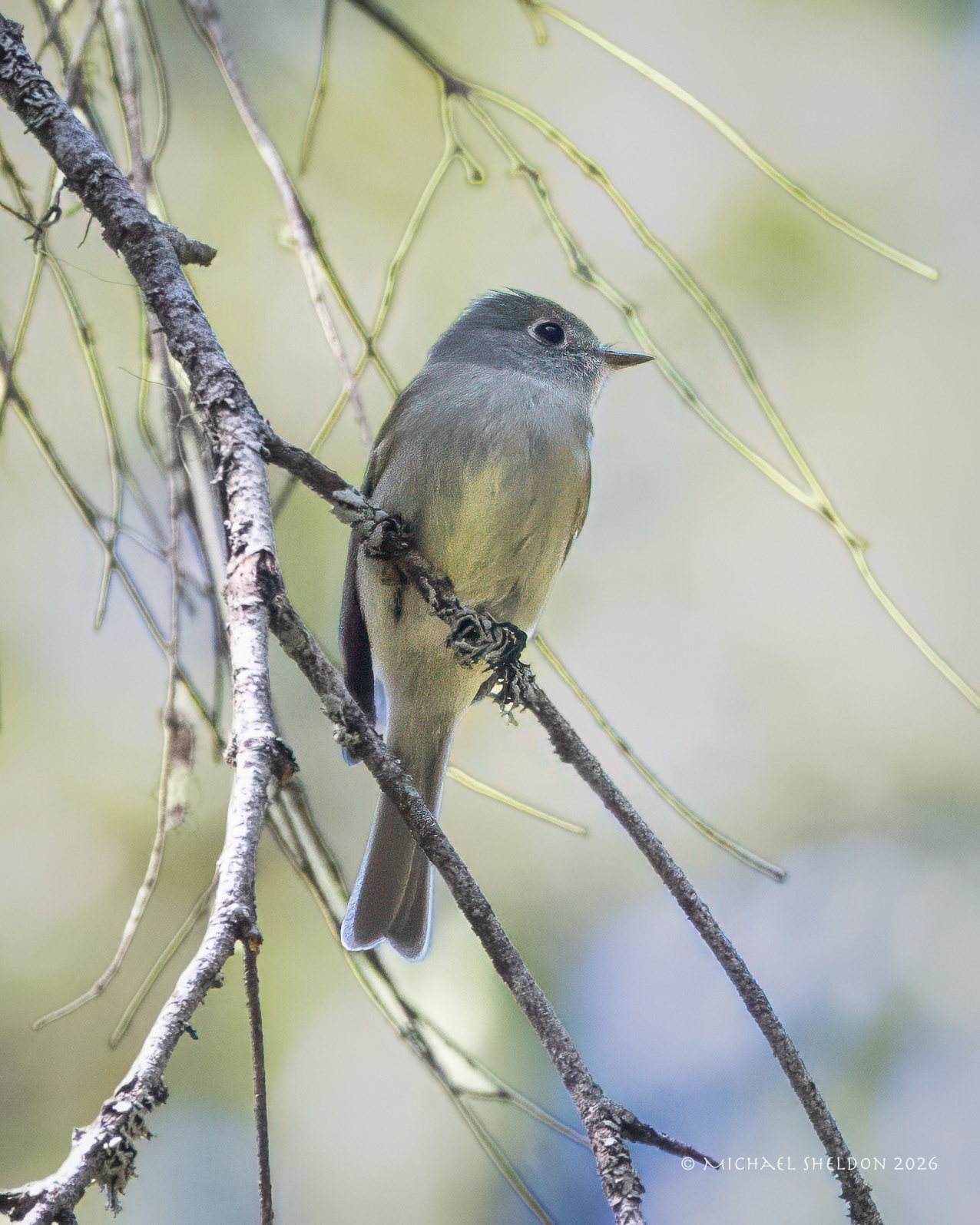 Hammond's flycatcher