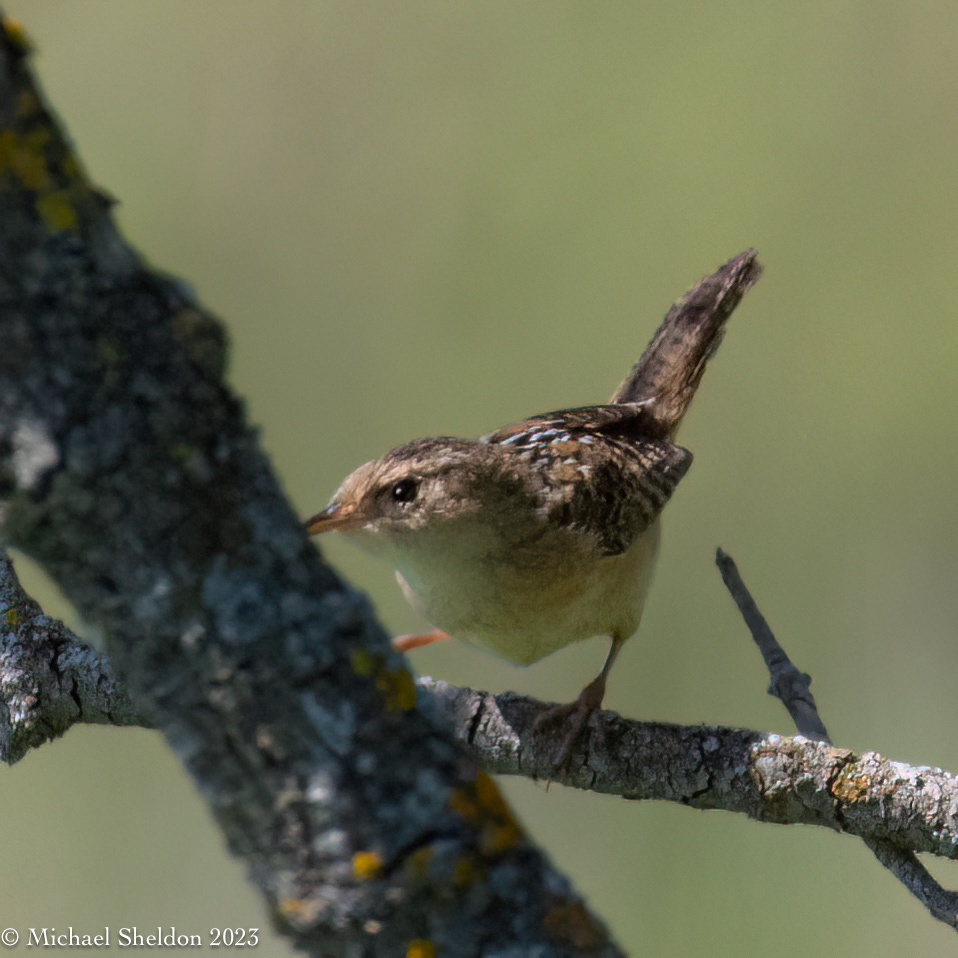 Sedge wren