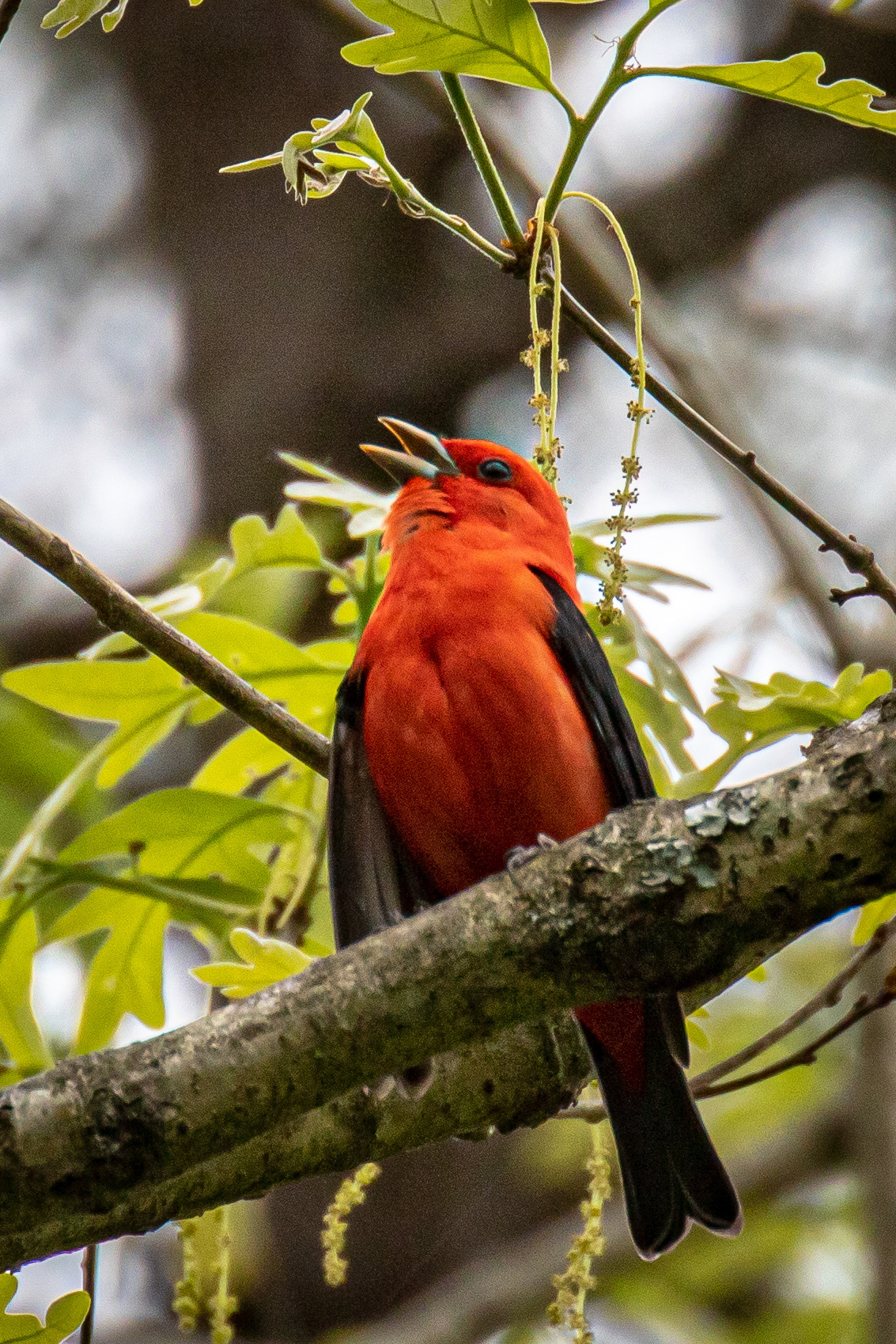 Scarlet tanager