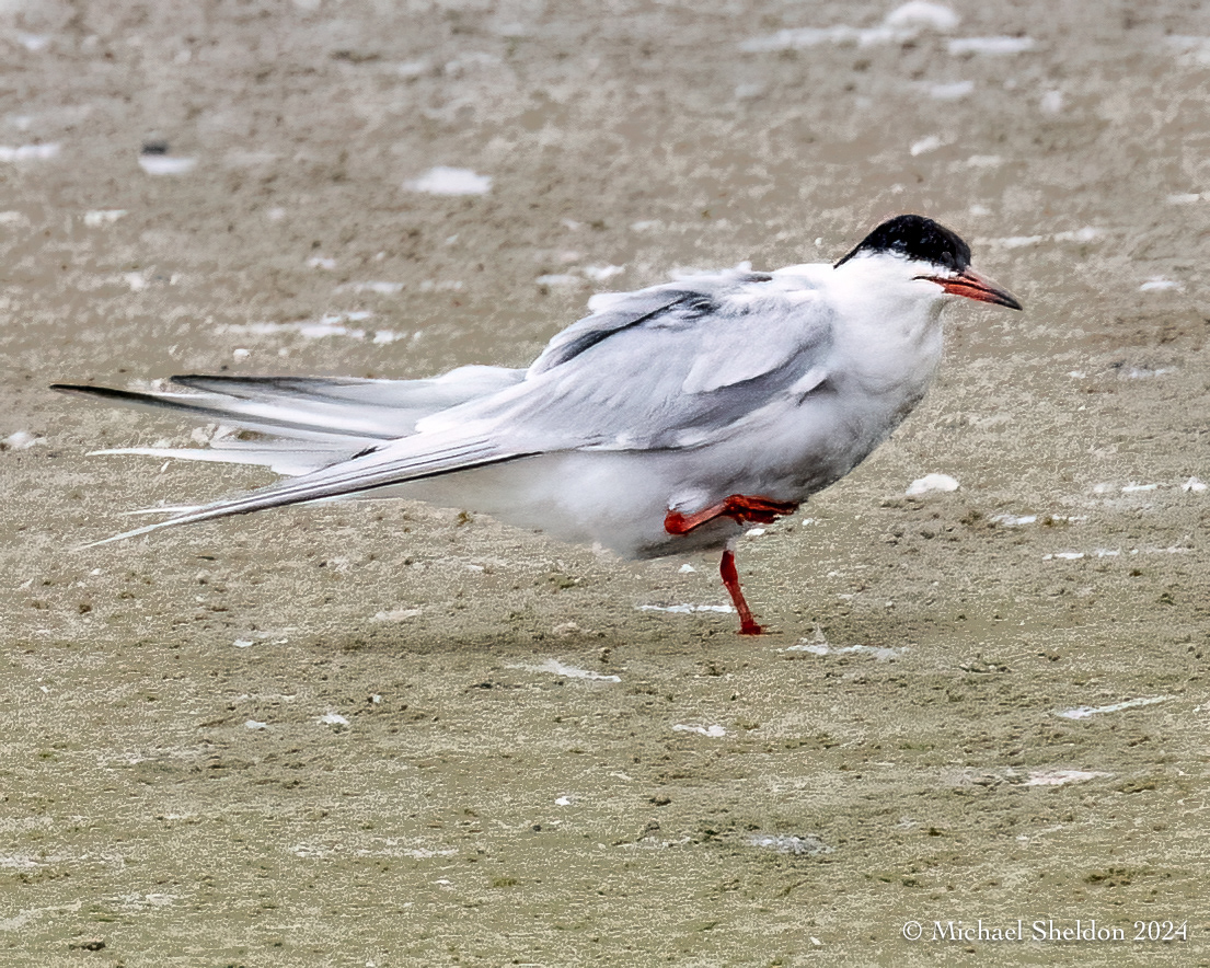 Common tern