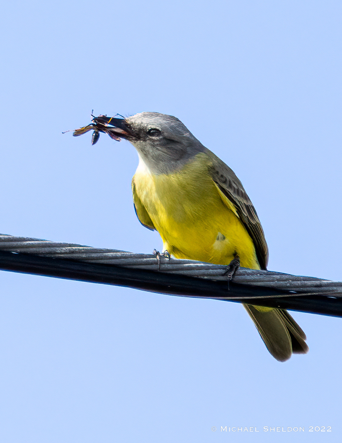 Tropical kingbird
