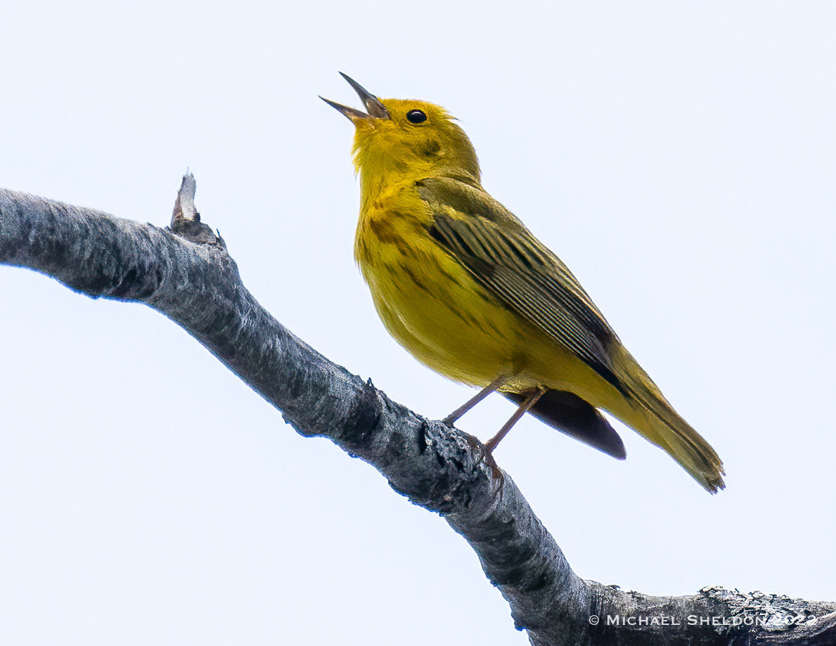Yellow Warbler