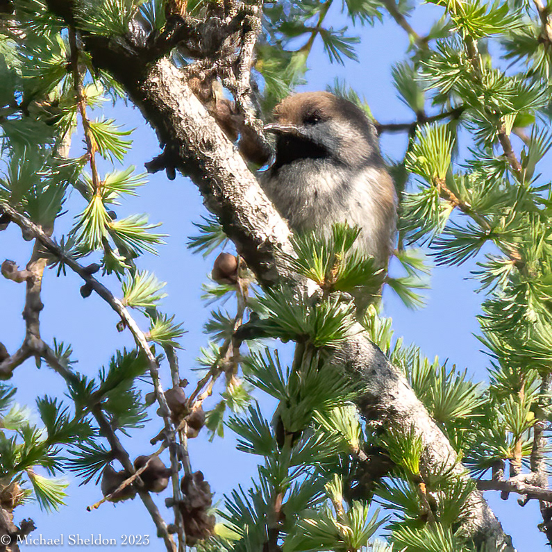 Boreal chickadee