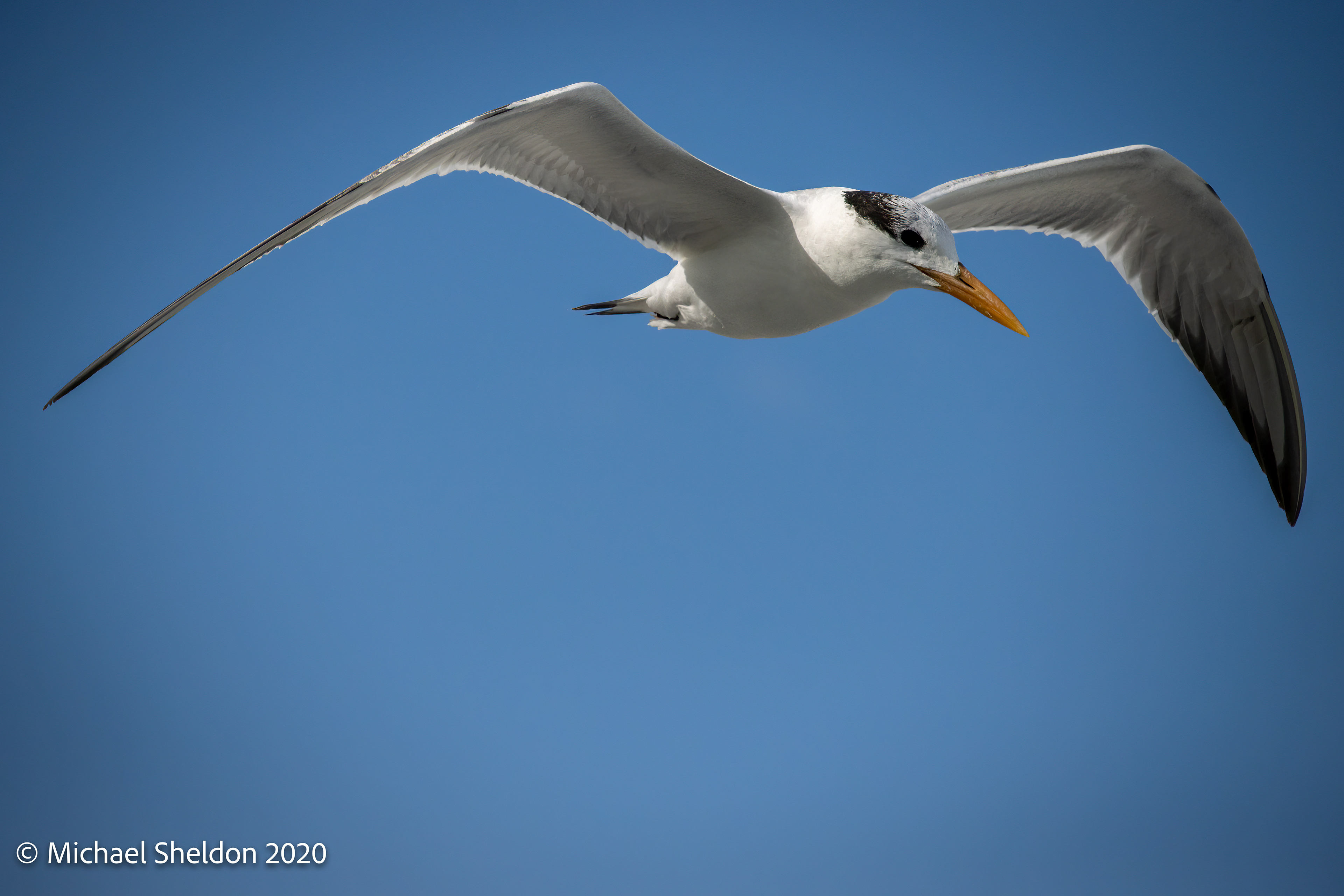 Royal Tern