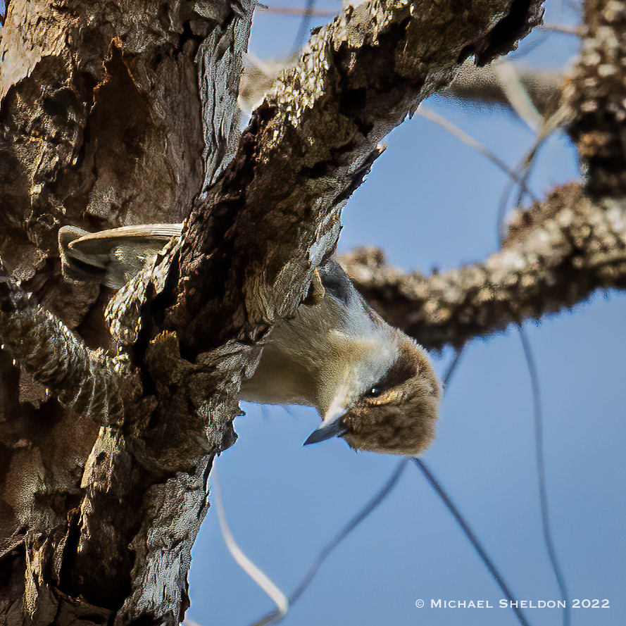 Brown-headed nuthatch