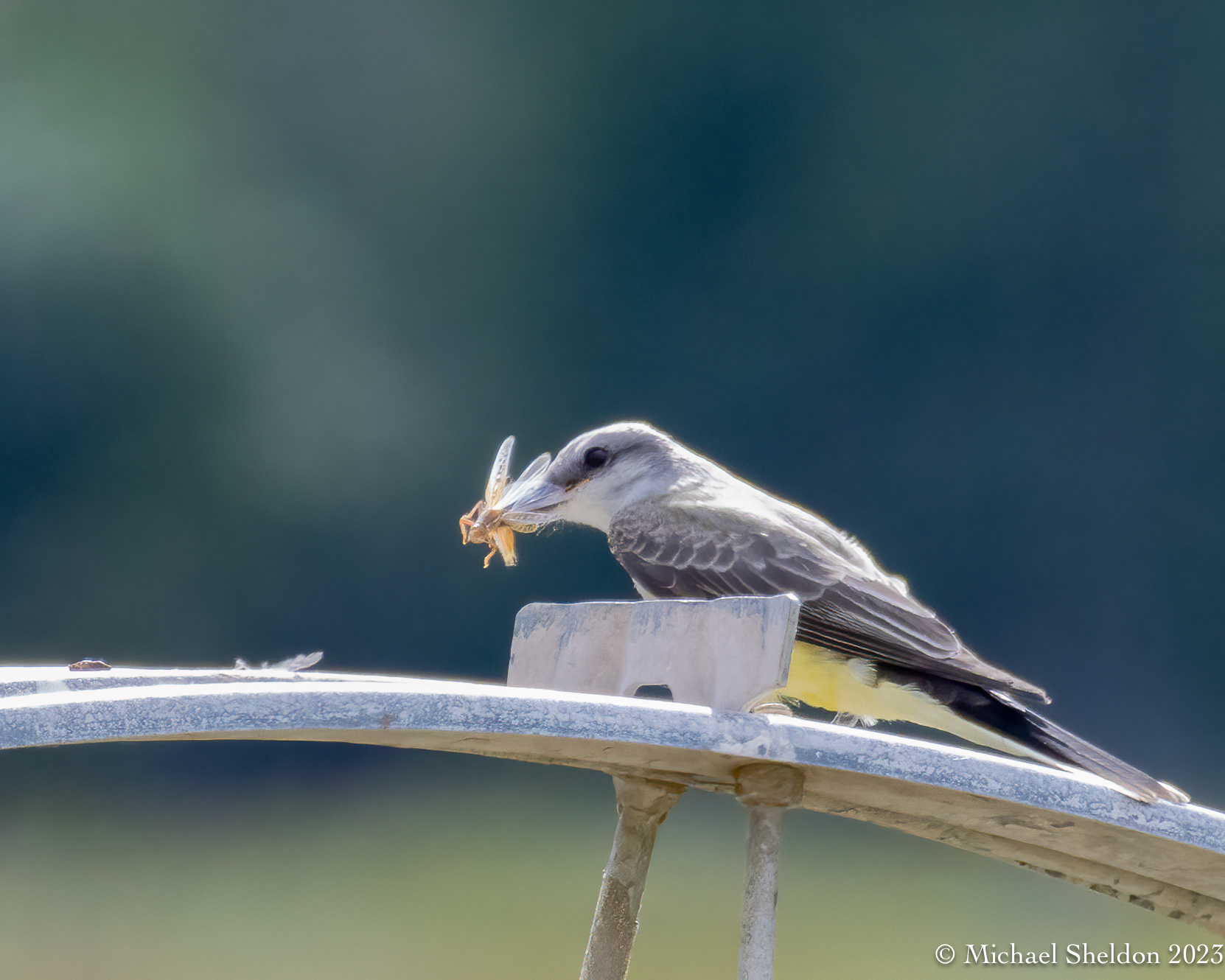 Western kingbird