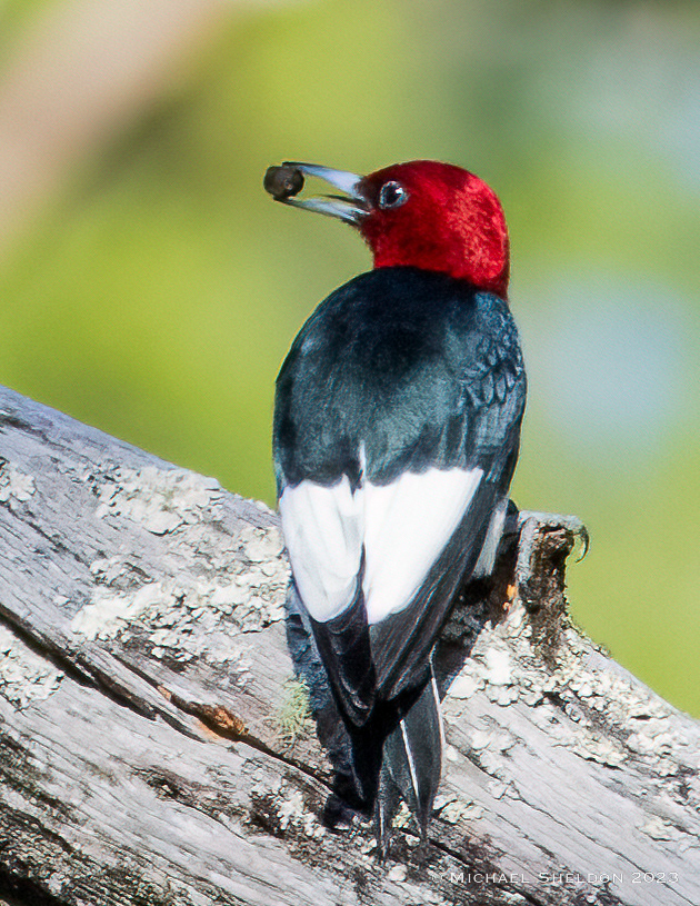 Redheaded woodpecker