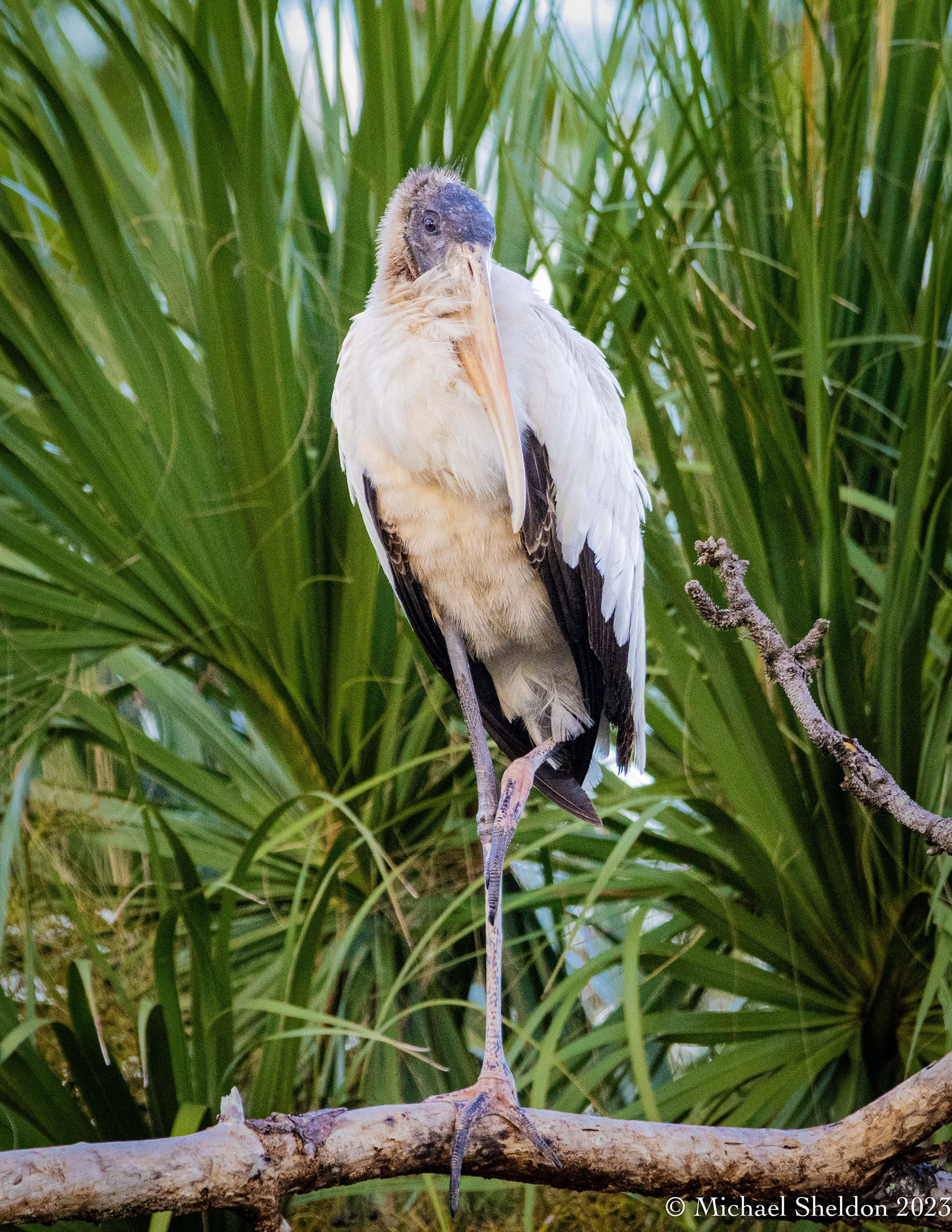 Wood Stork