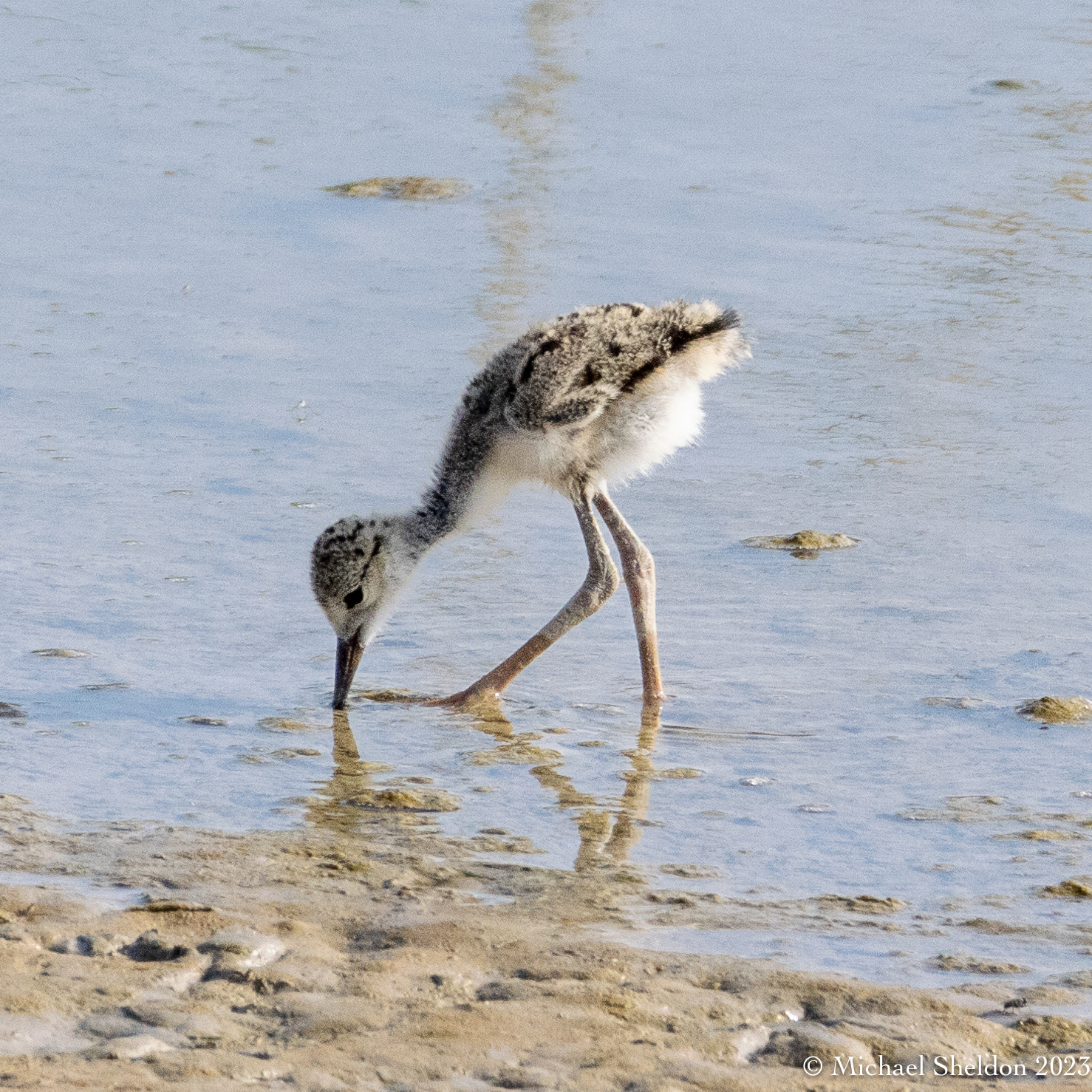 Juvenile stilt