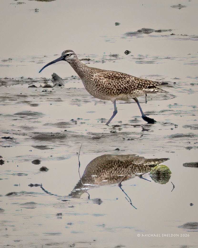 Whimbrel