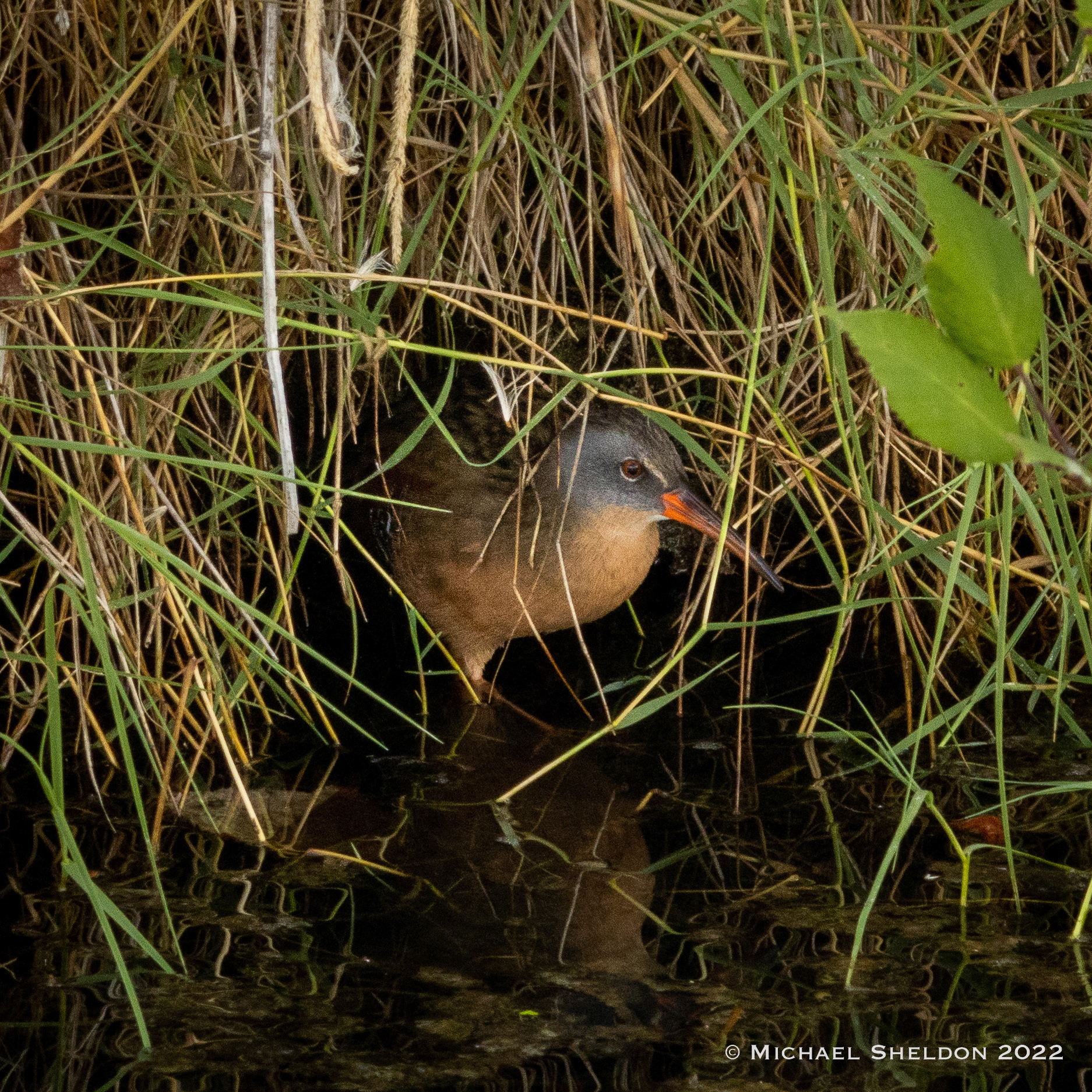 Virginia rail