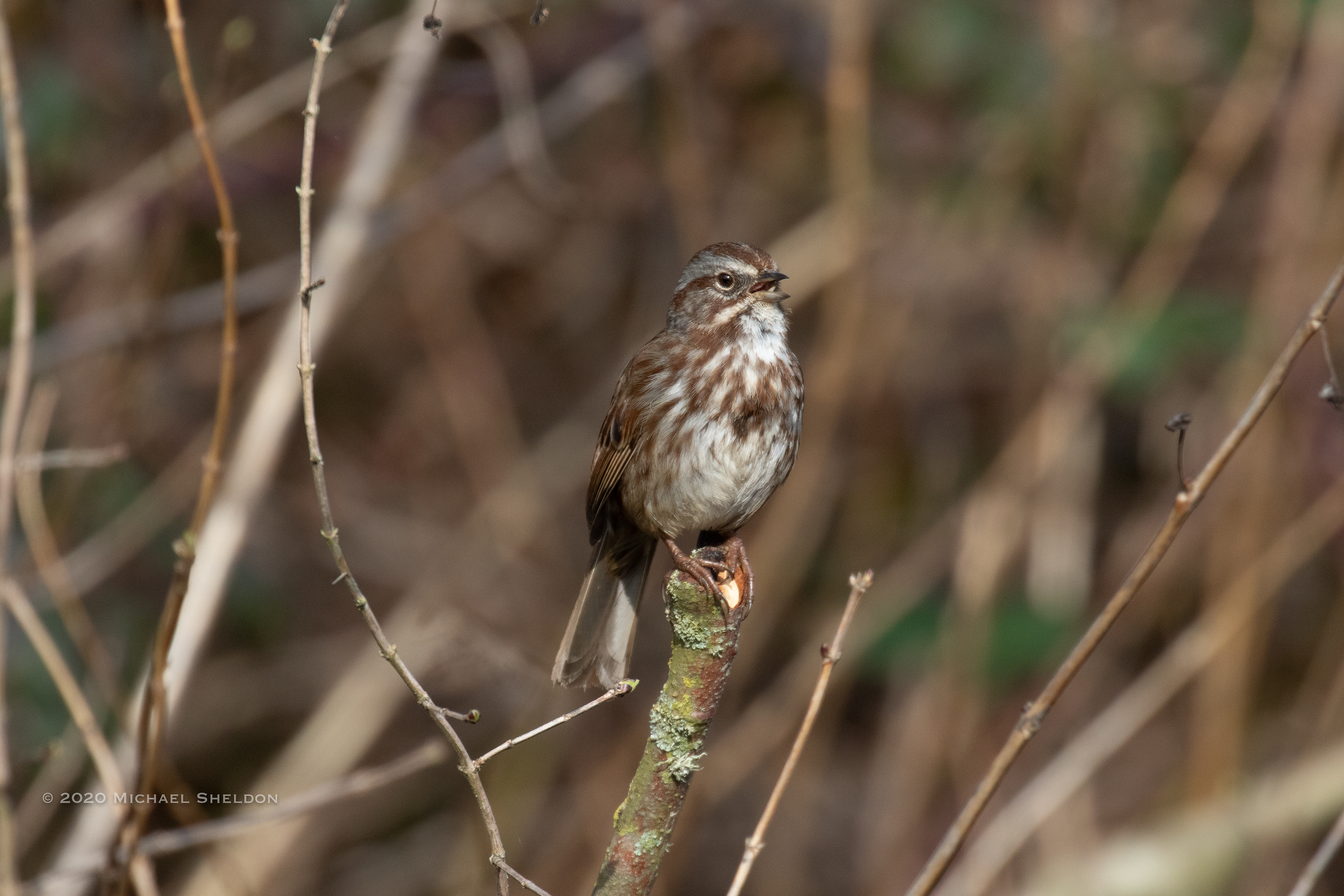 Song sparrow