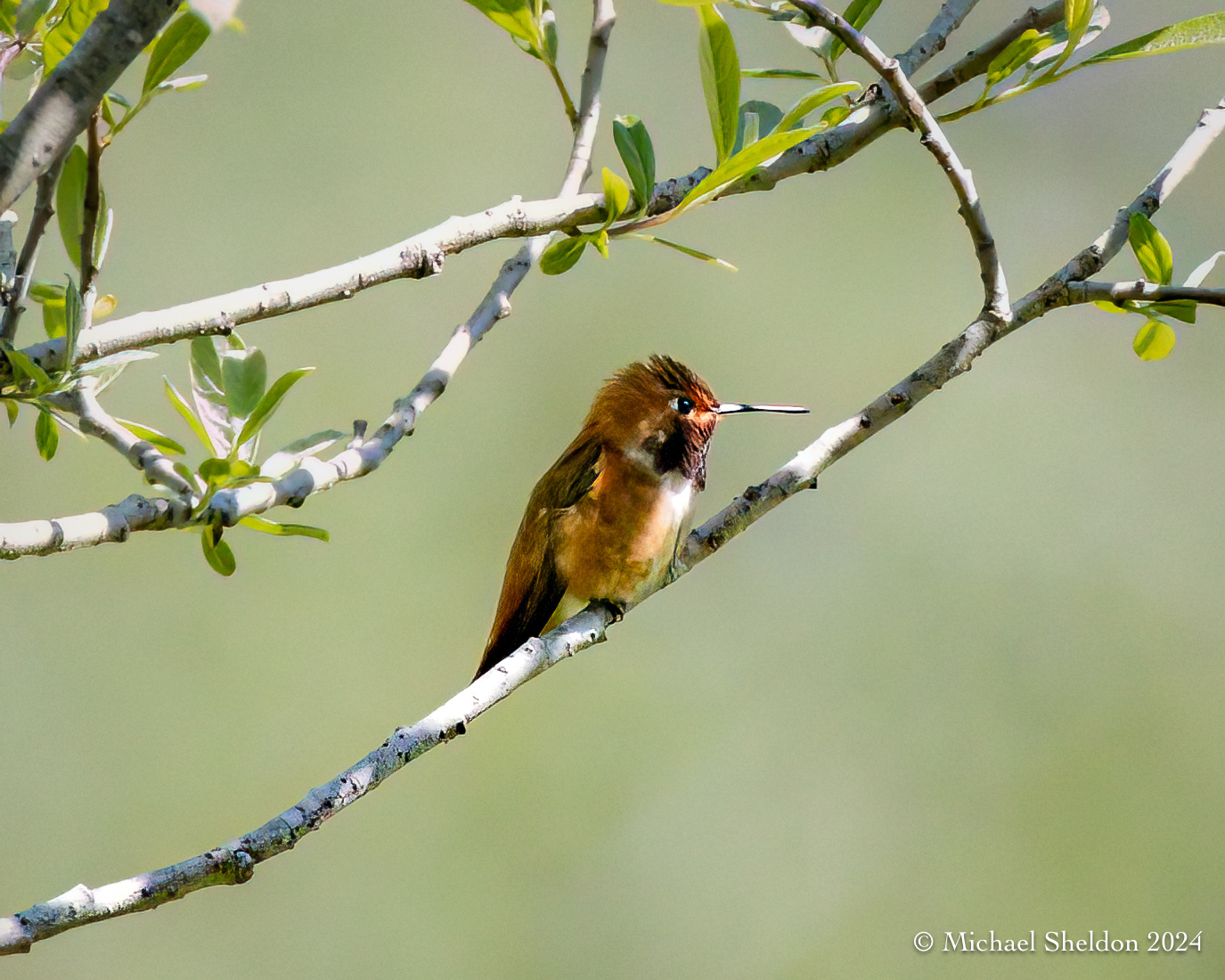 Rufous hummingbird