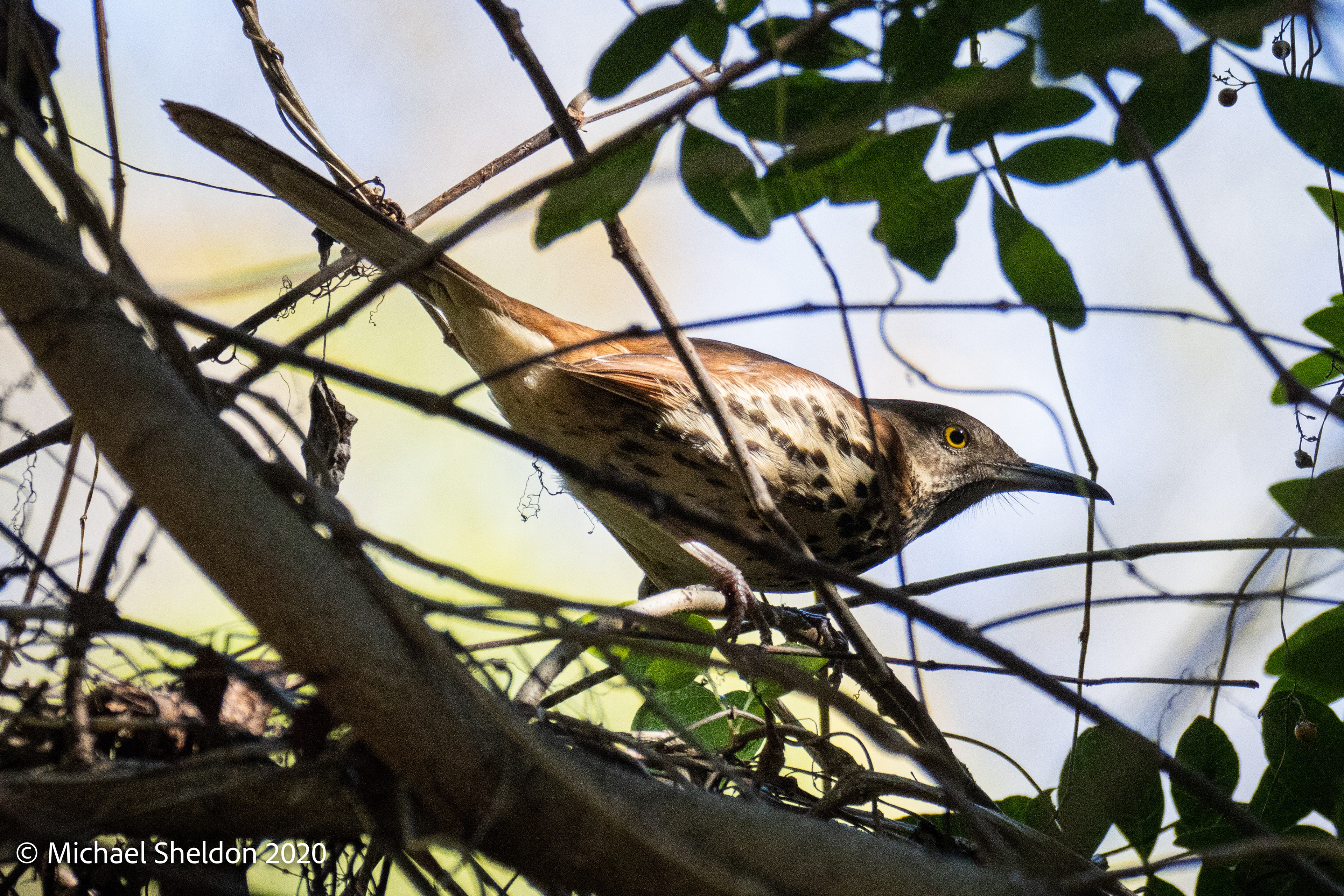 Brown Thrasher