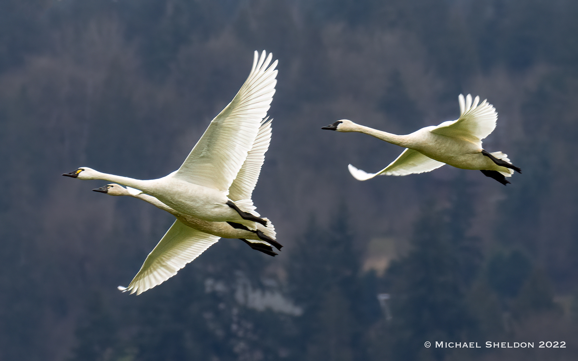 Trifecta: Whooper, Tundra, and Trumpeter Swans