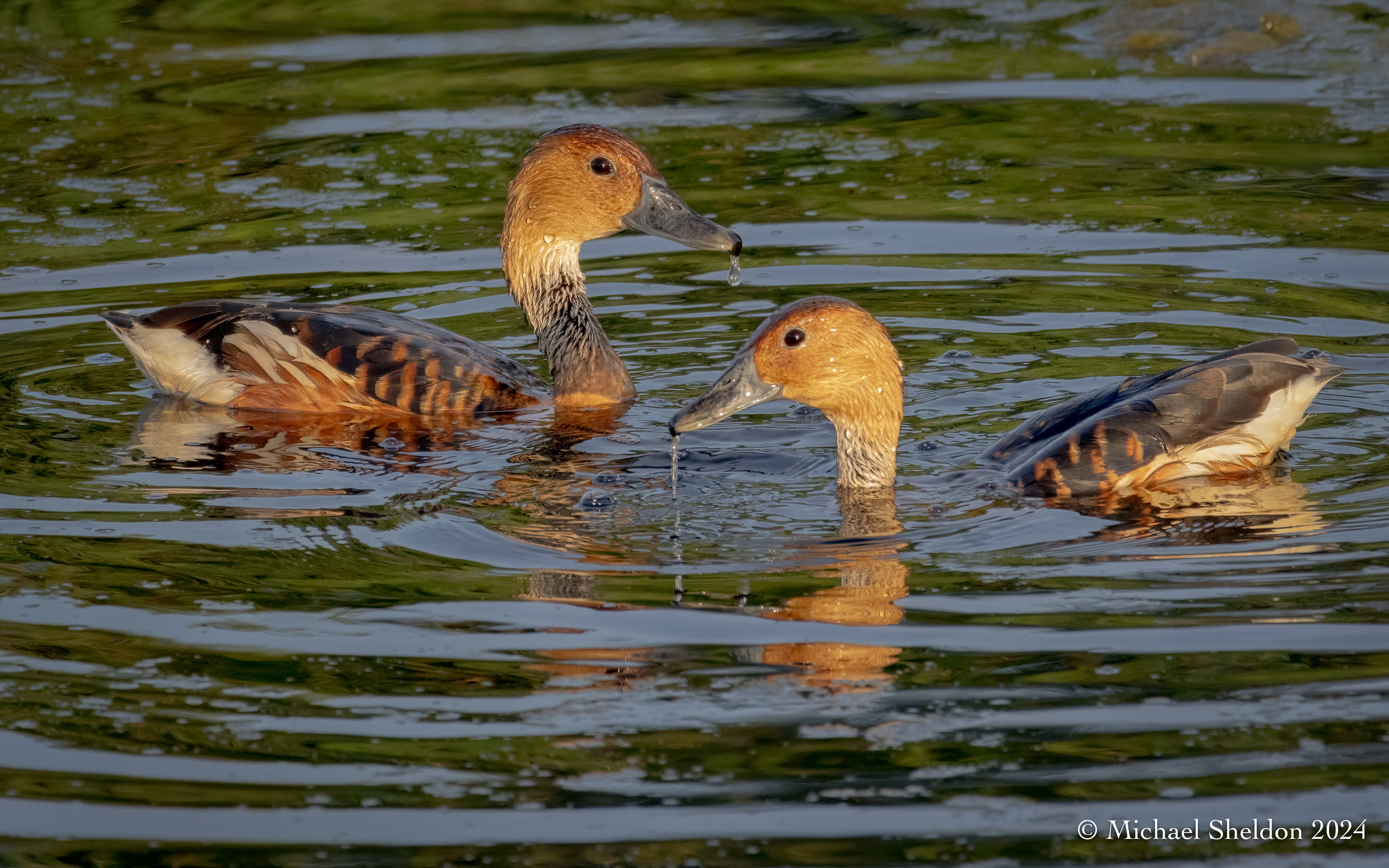Fulvous whistling ducks