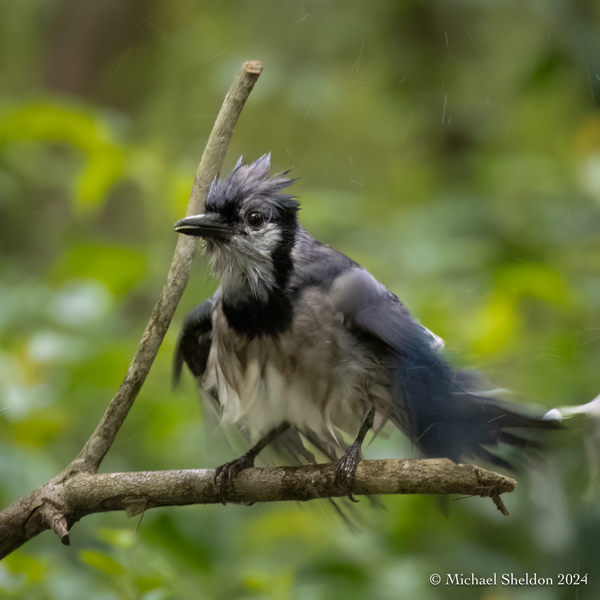 Blue jay (wet)