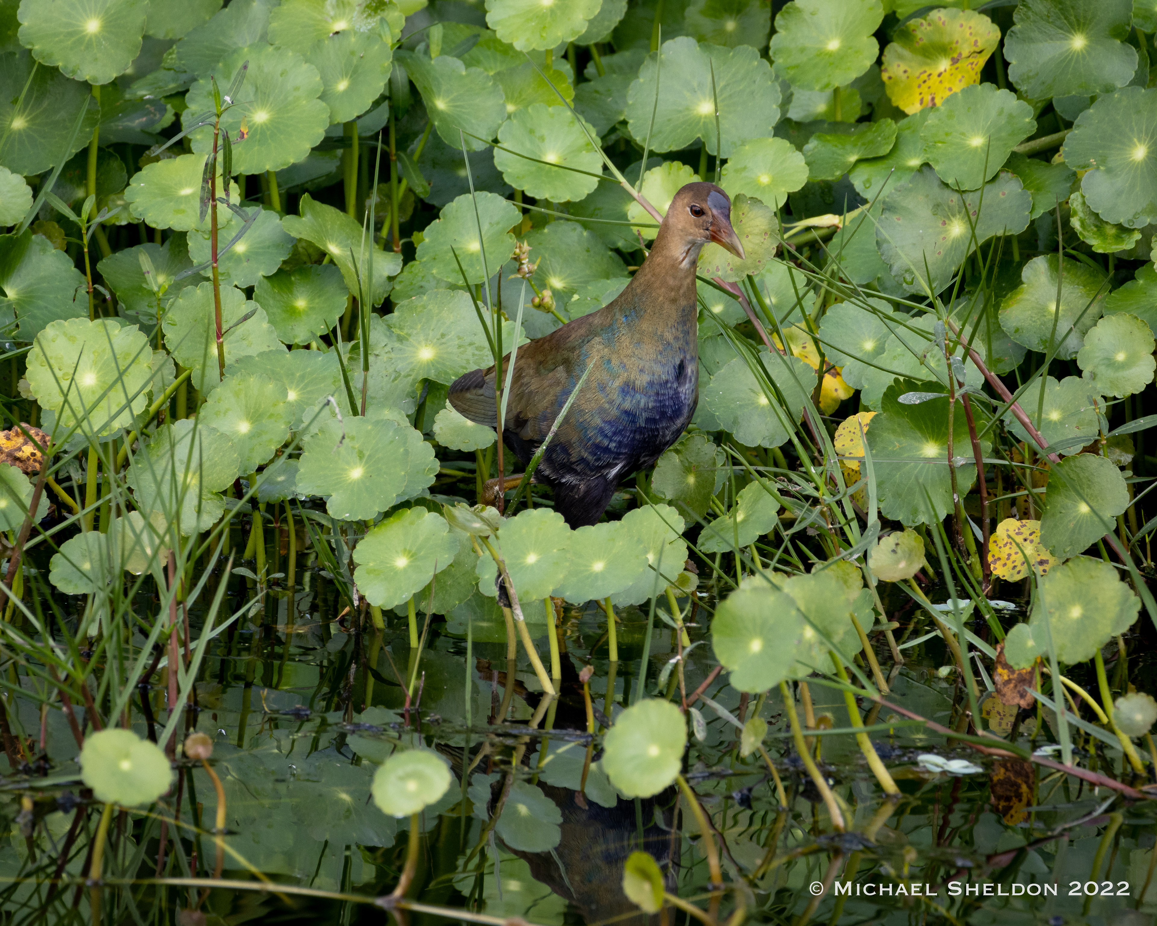 Common gallinule (immature)