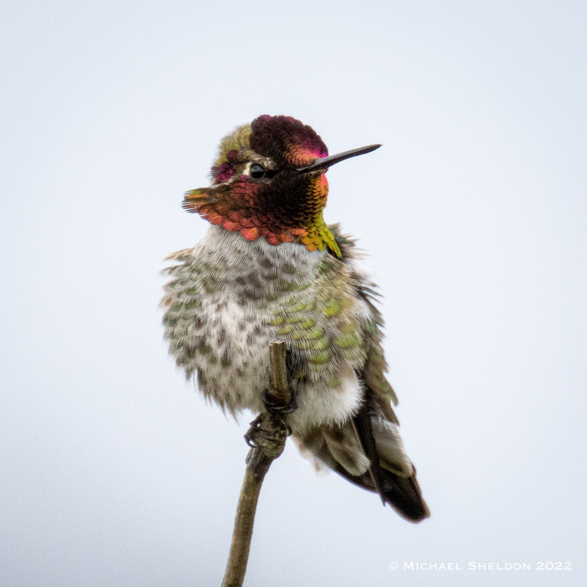 Anna's hummingbird