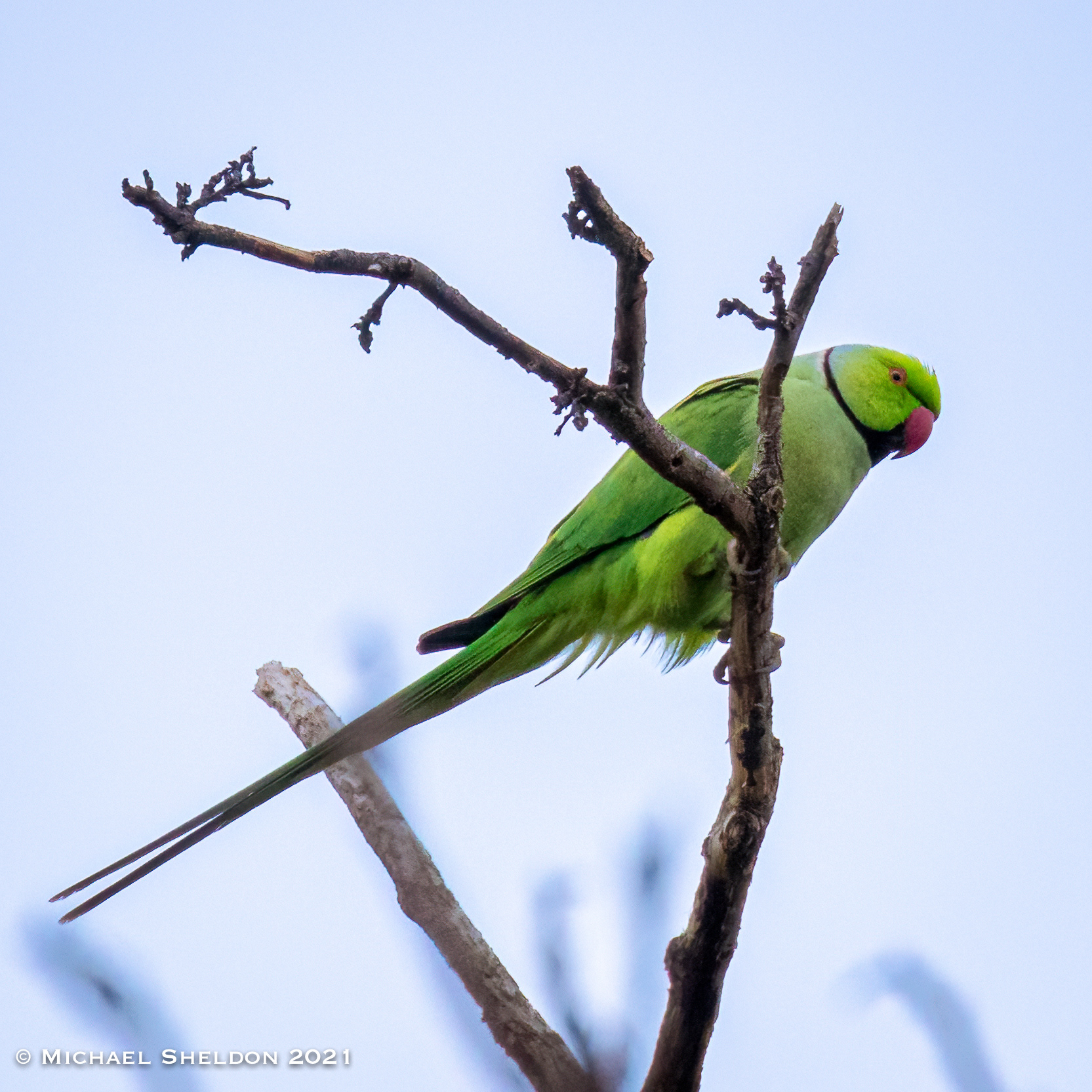 Rose-ringed Parakeet