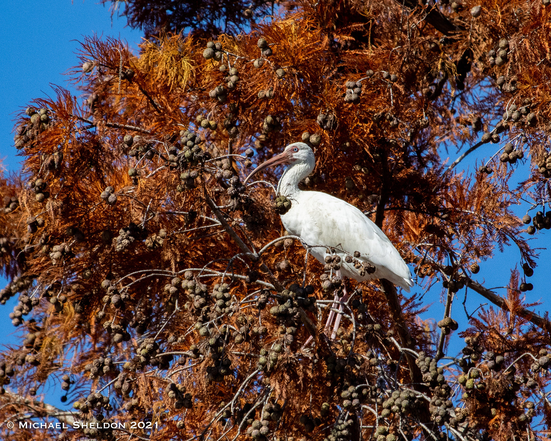 White Ibis
