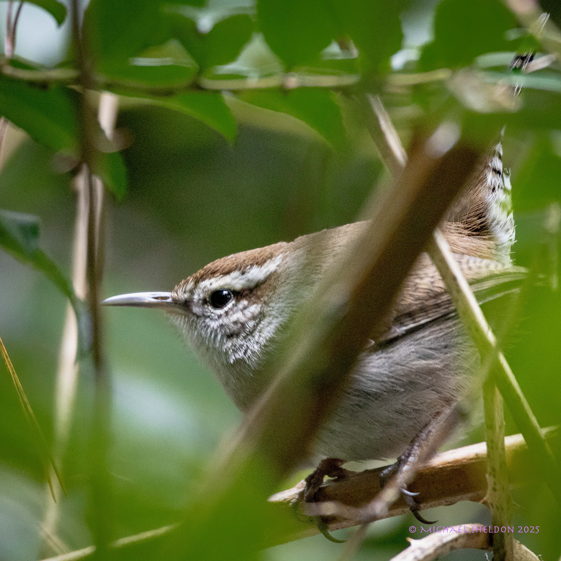 Bewick's wren