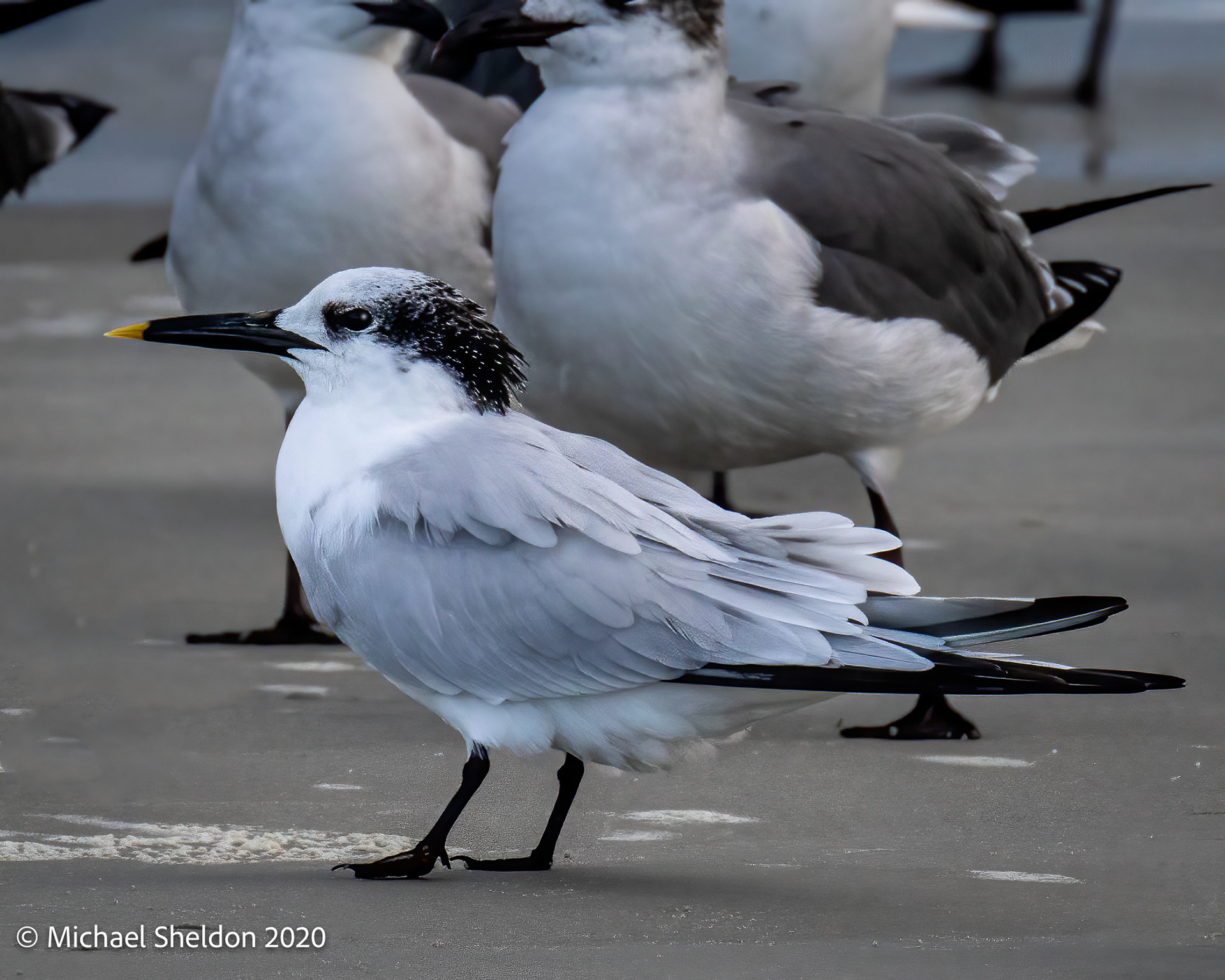 Sandwich Tern