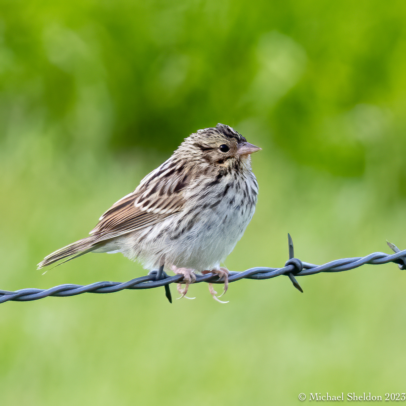 Vesper sparrow