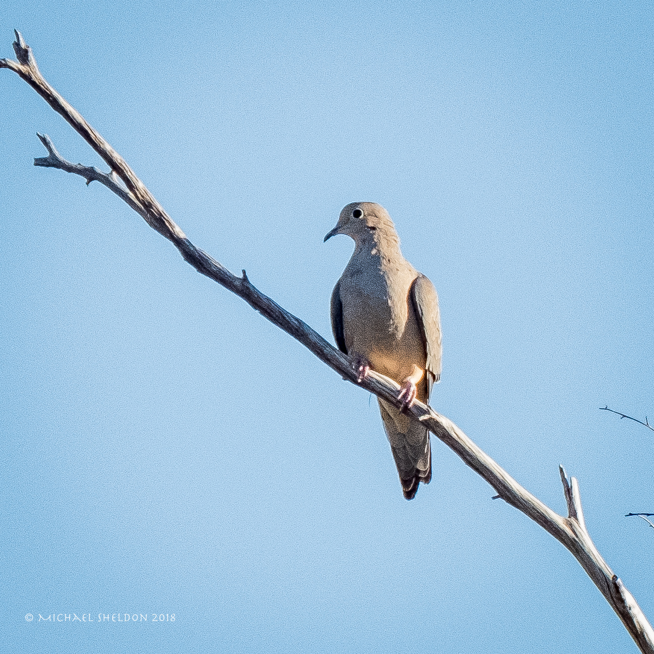 Mourning dove