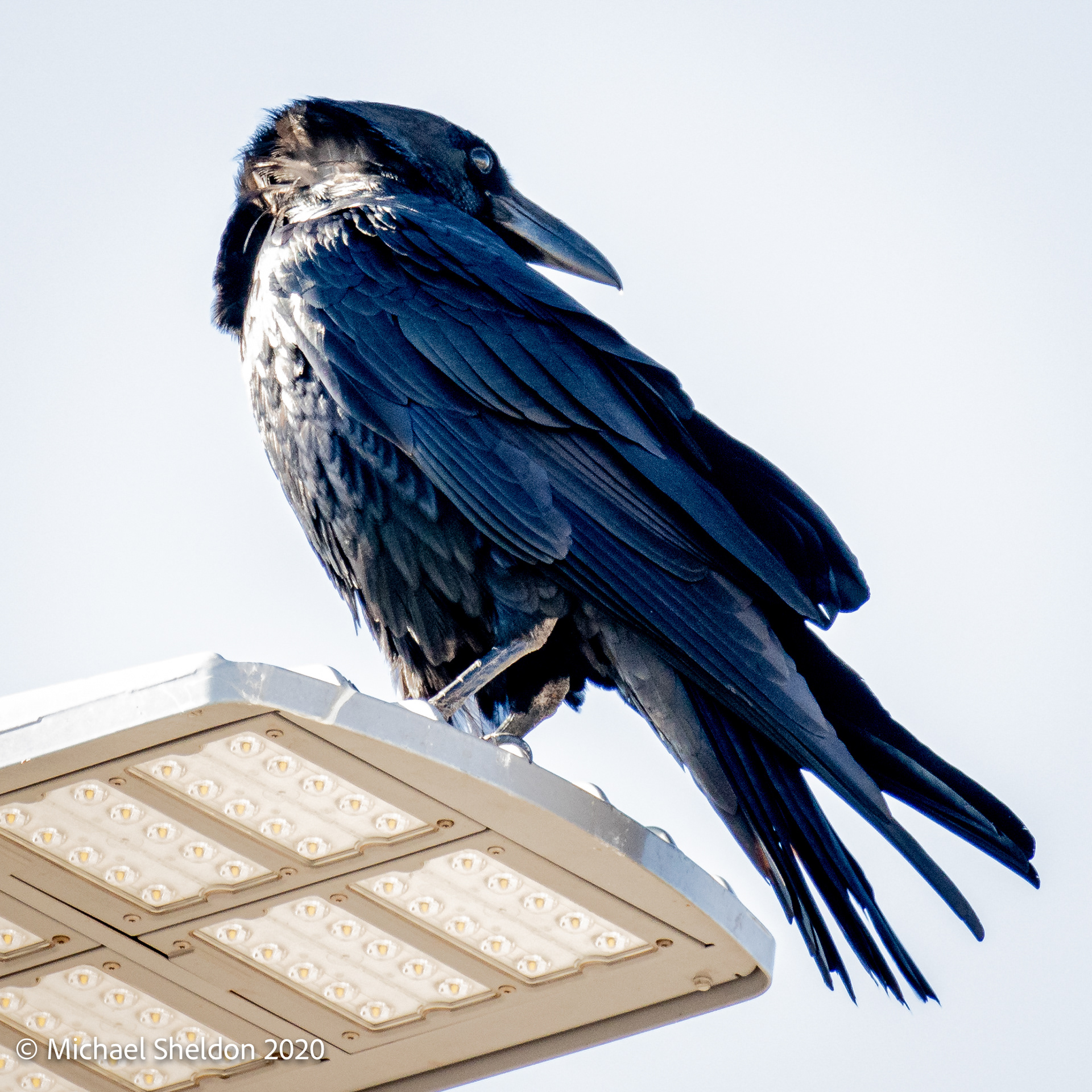 Chihuahuan Raven