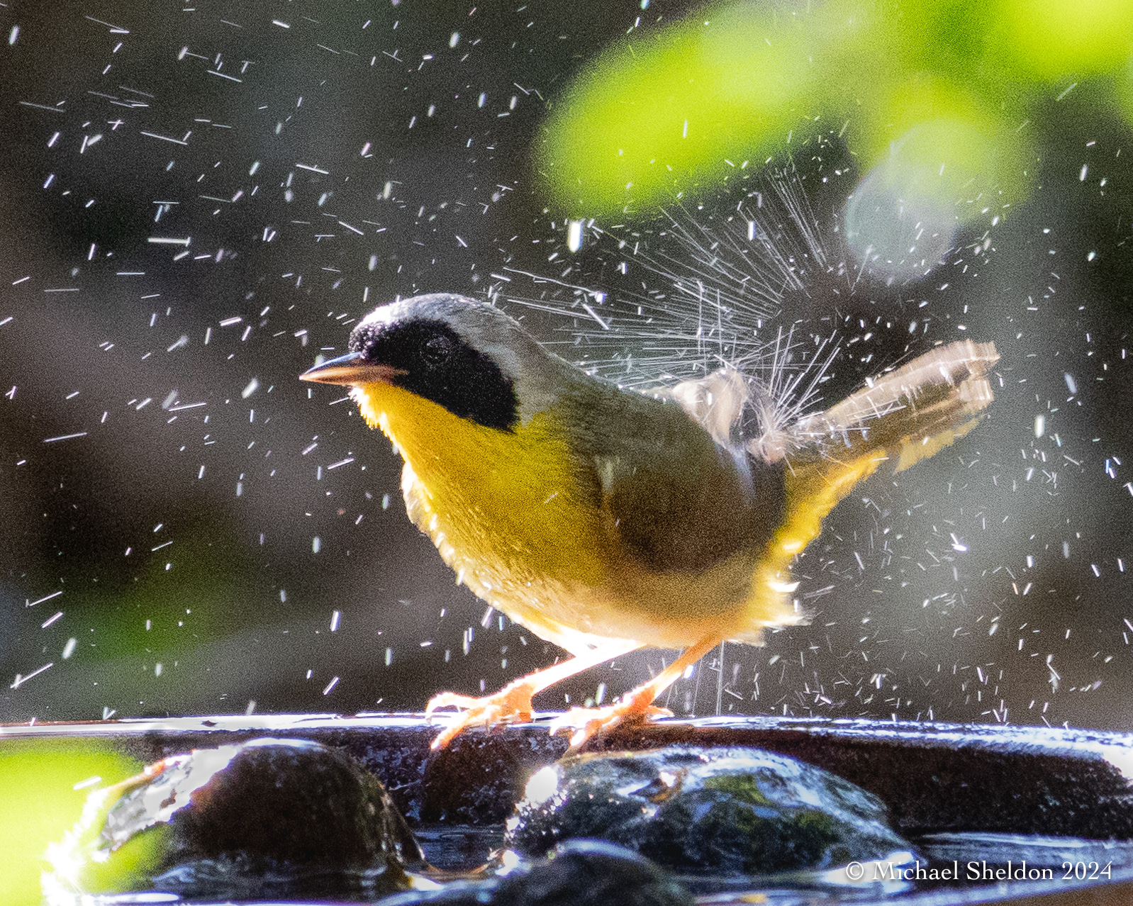 Common yellowthroat