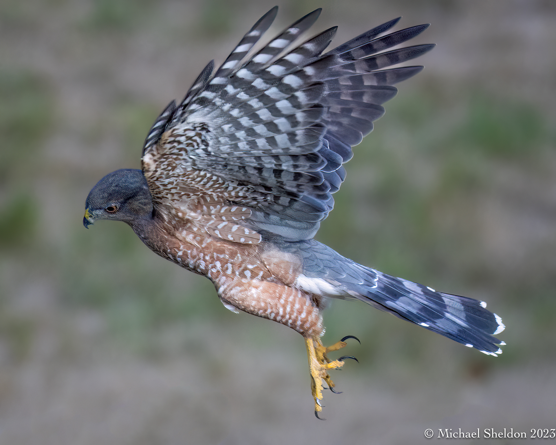 Cooper's hawk