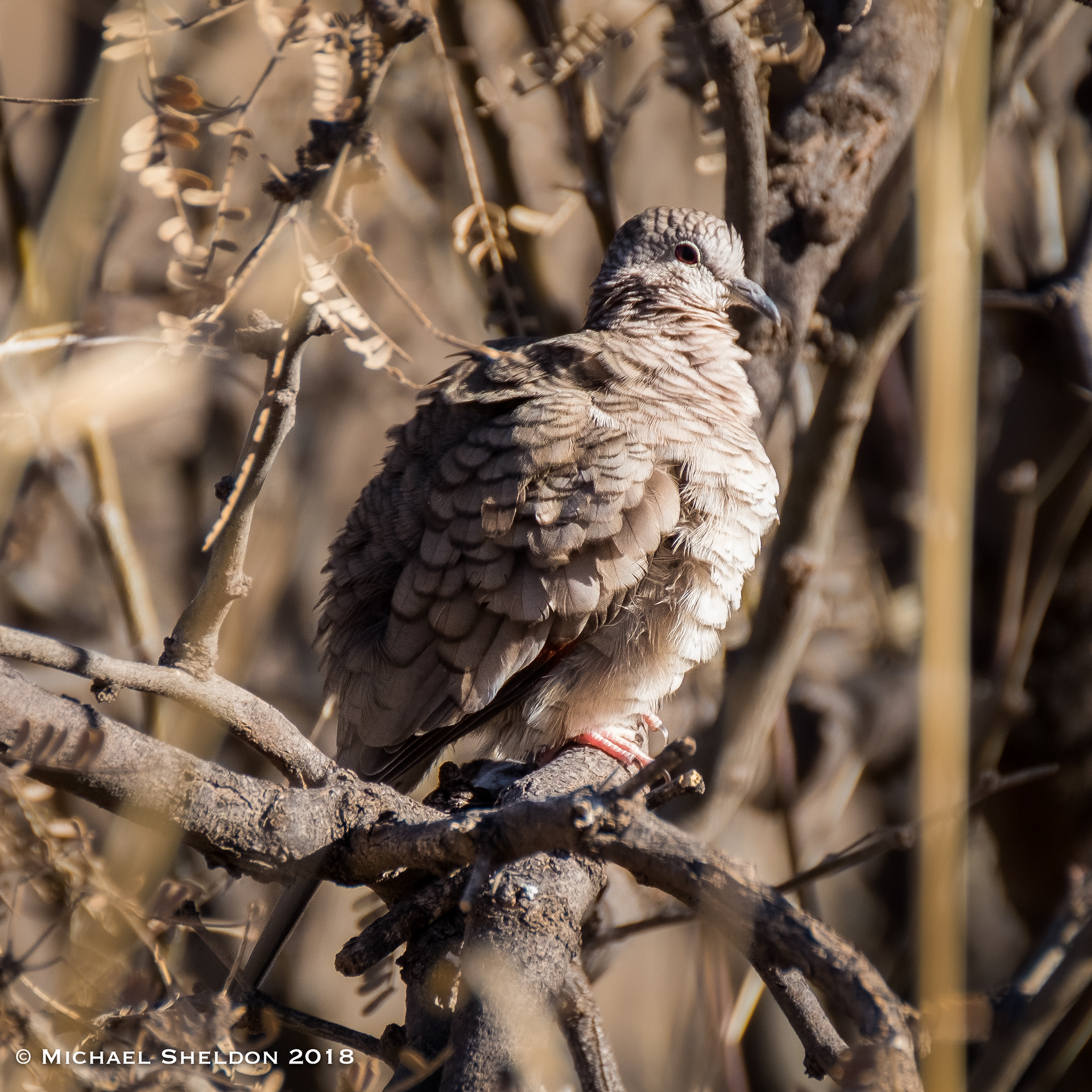 Inca Dove