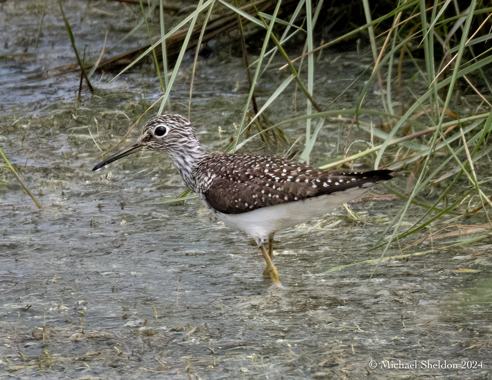 Solitary sandpiper