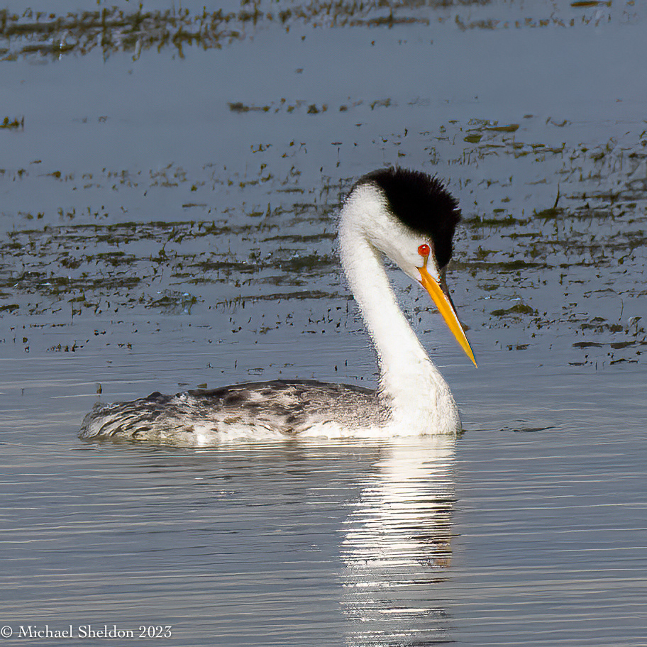 Clark's grebe