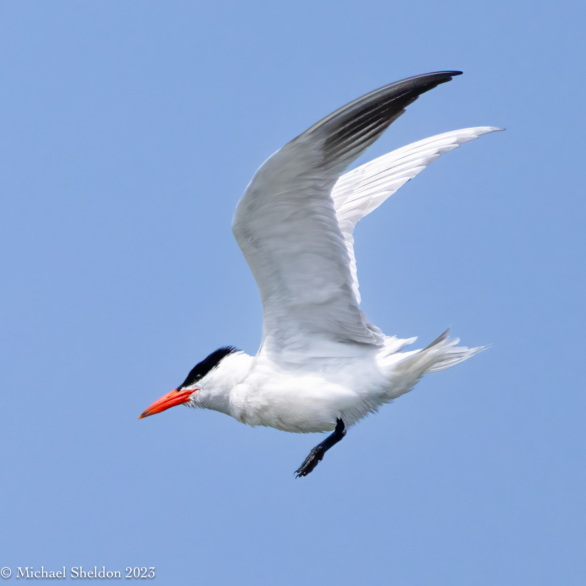 Same bird (next exposure) flying rightside up