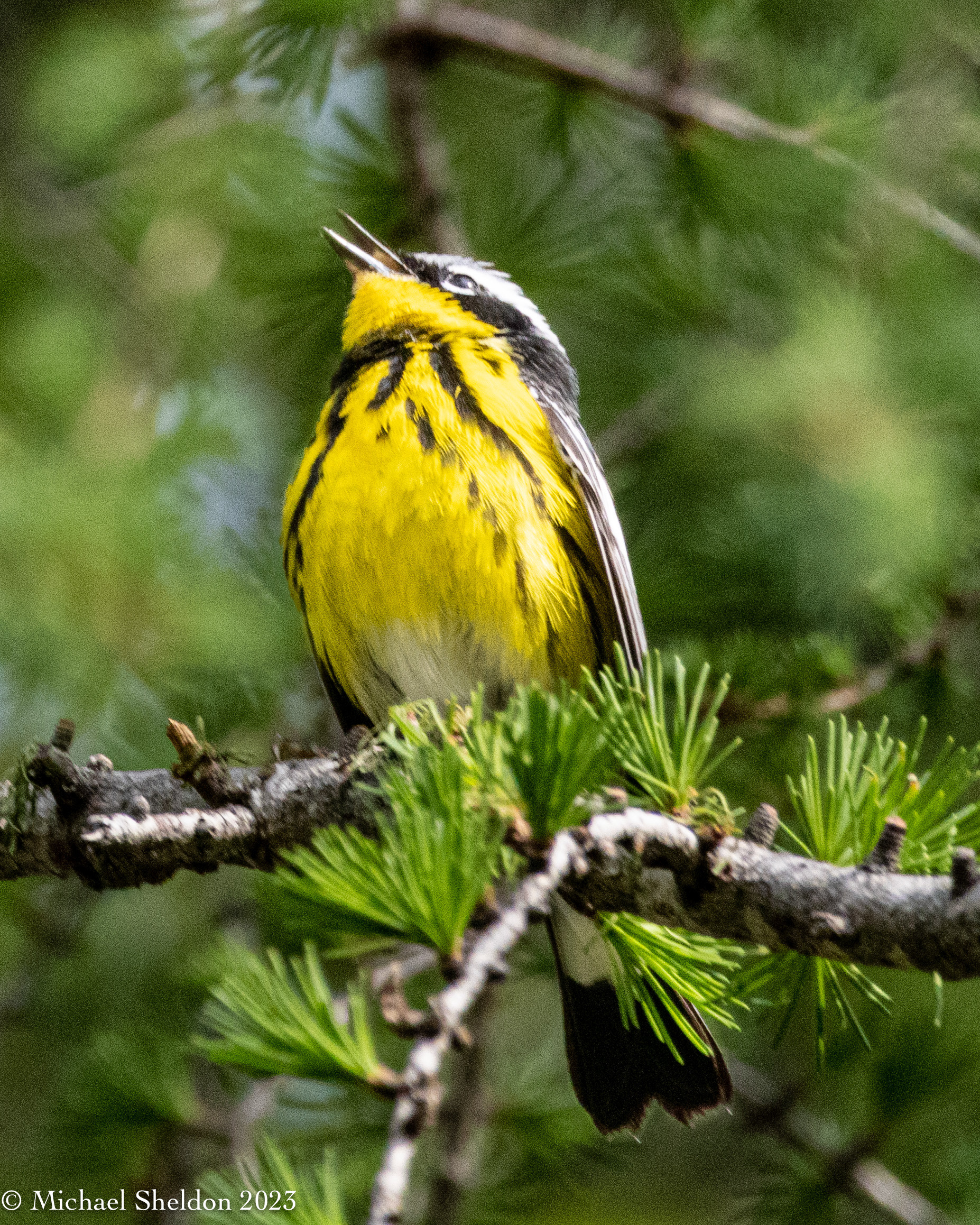 Magnolia warbler