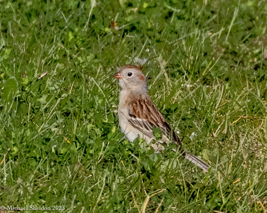Field sparrow
