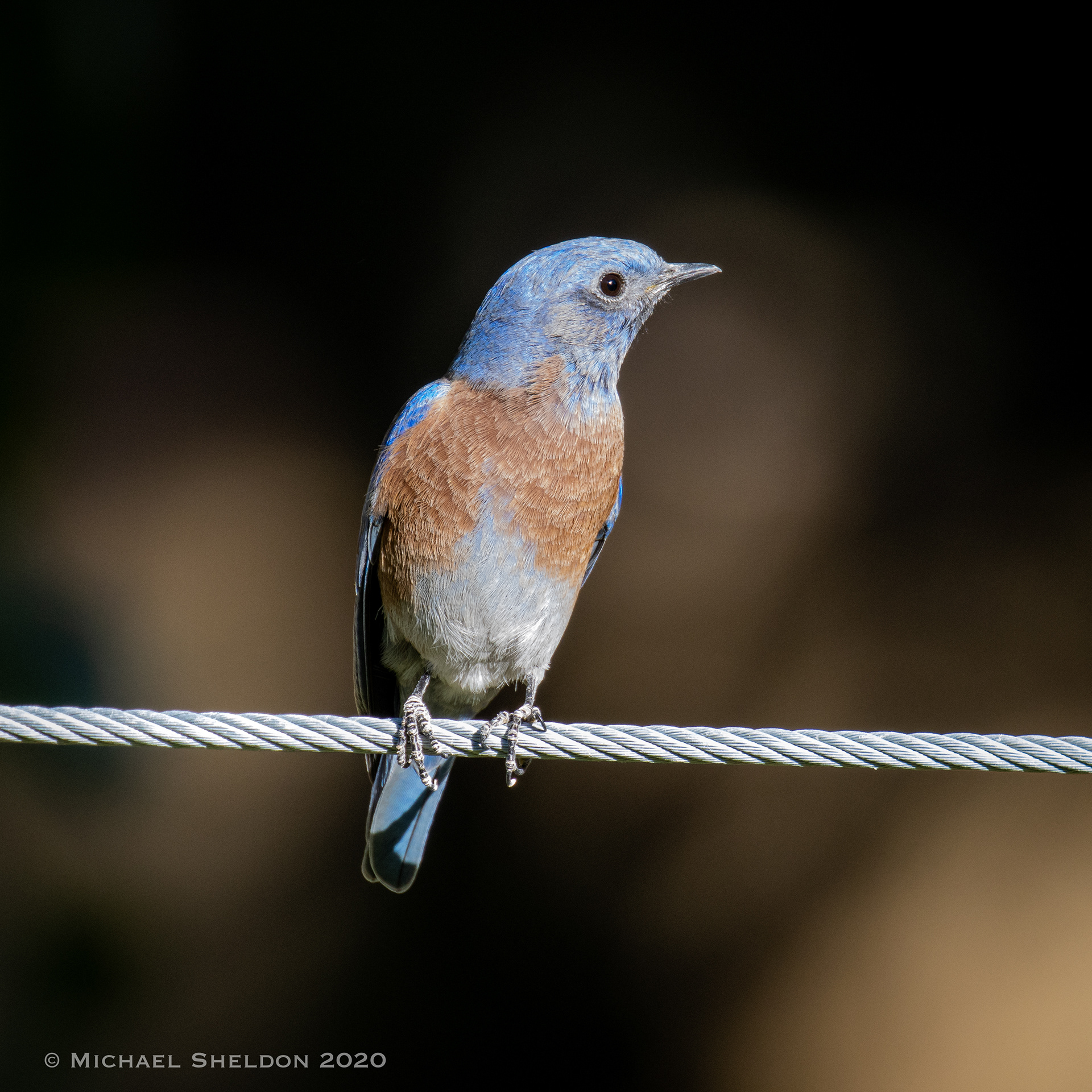 Western bluebird