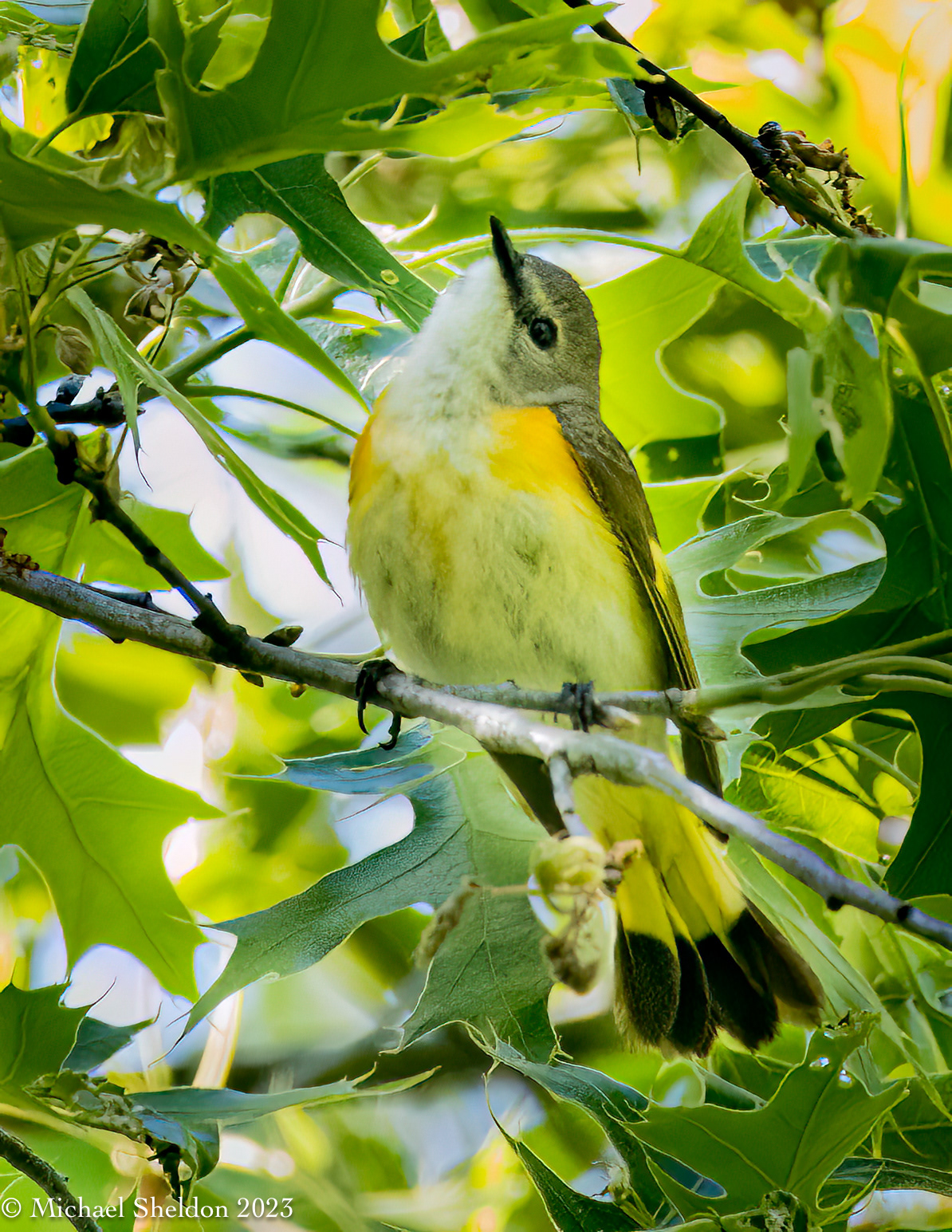 American redstart