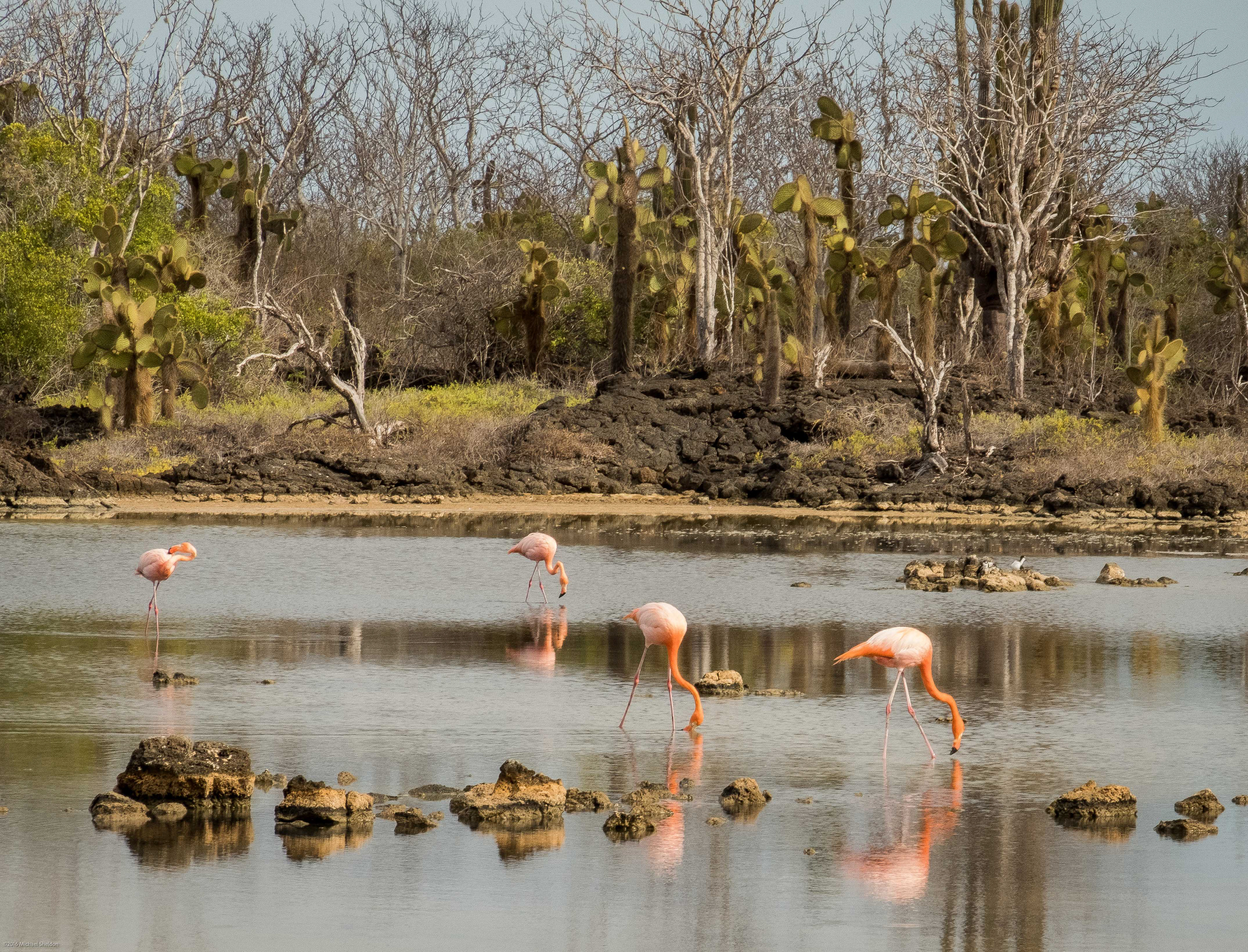 Flamingos