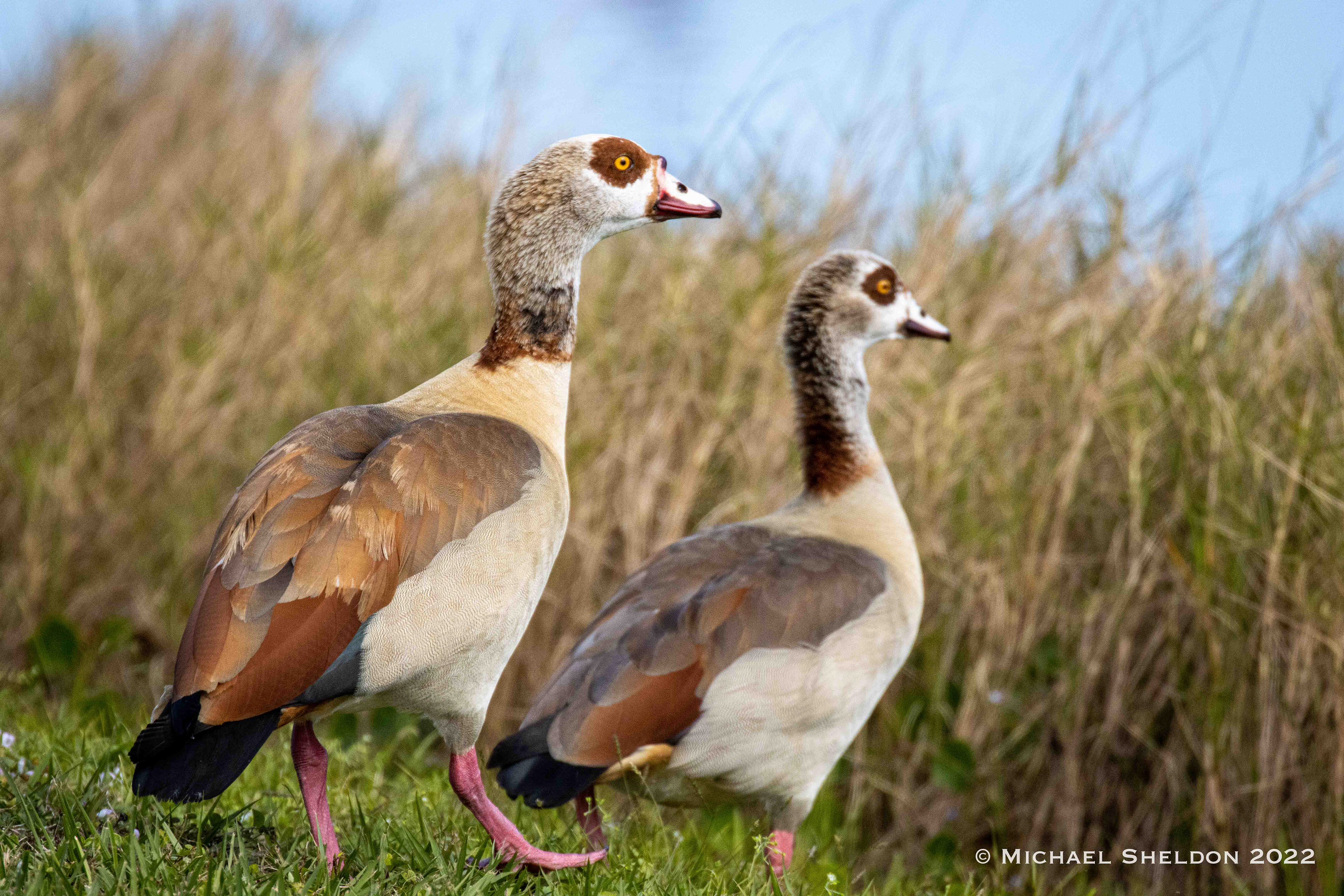 Egyptian geese